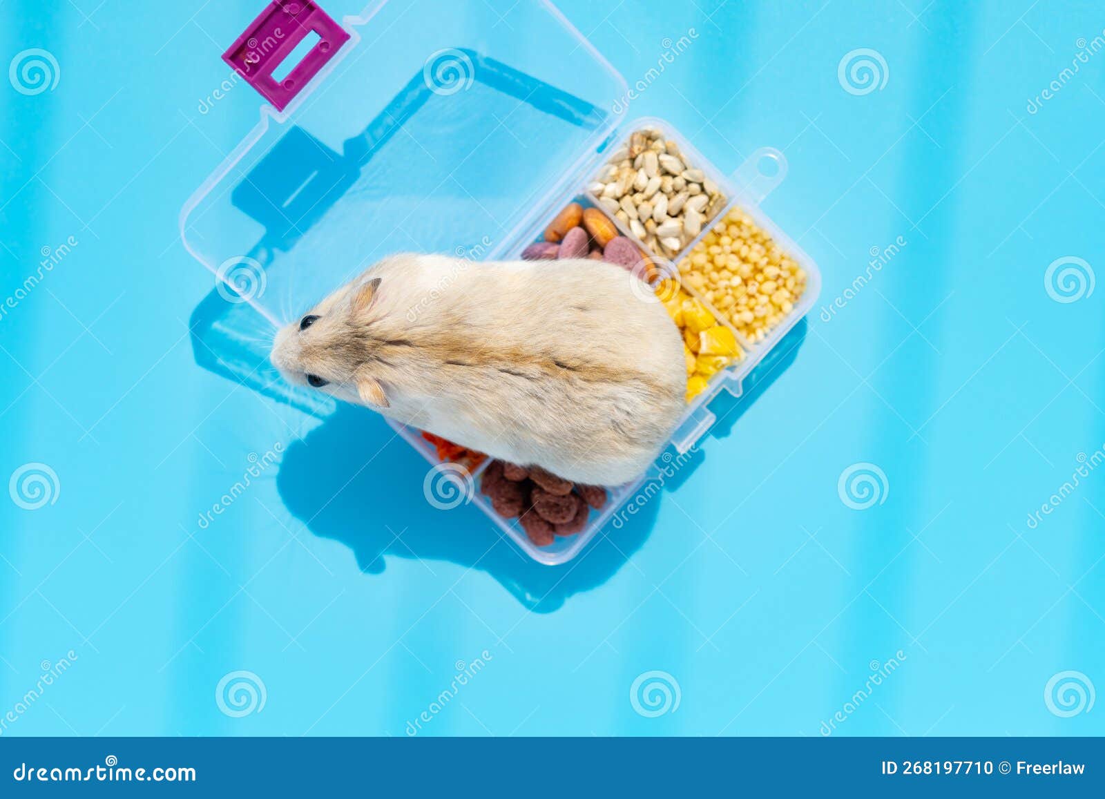 Golden Hamster on a Case with Various Food Stock Photo Image of
