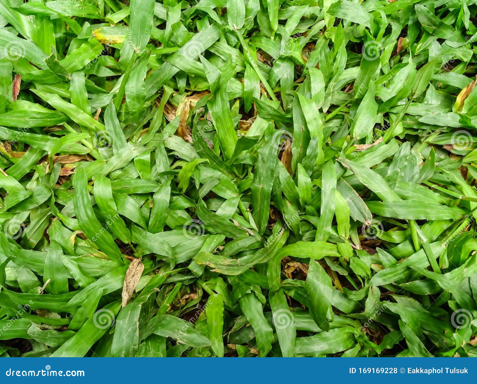 Top View of Green Carpet Grass Texture Background Stock Photo - Image