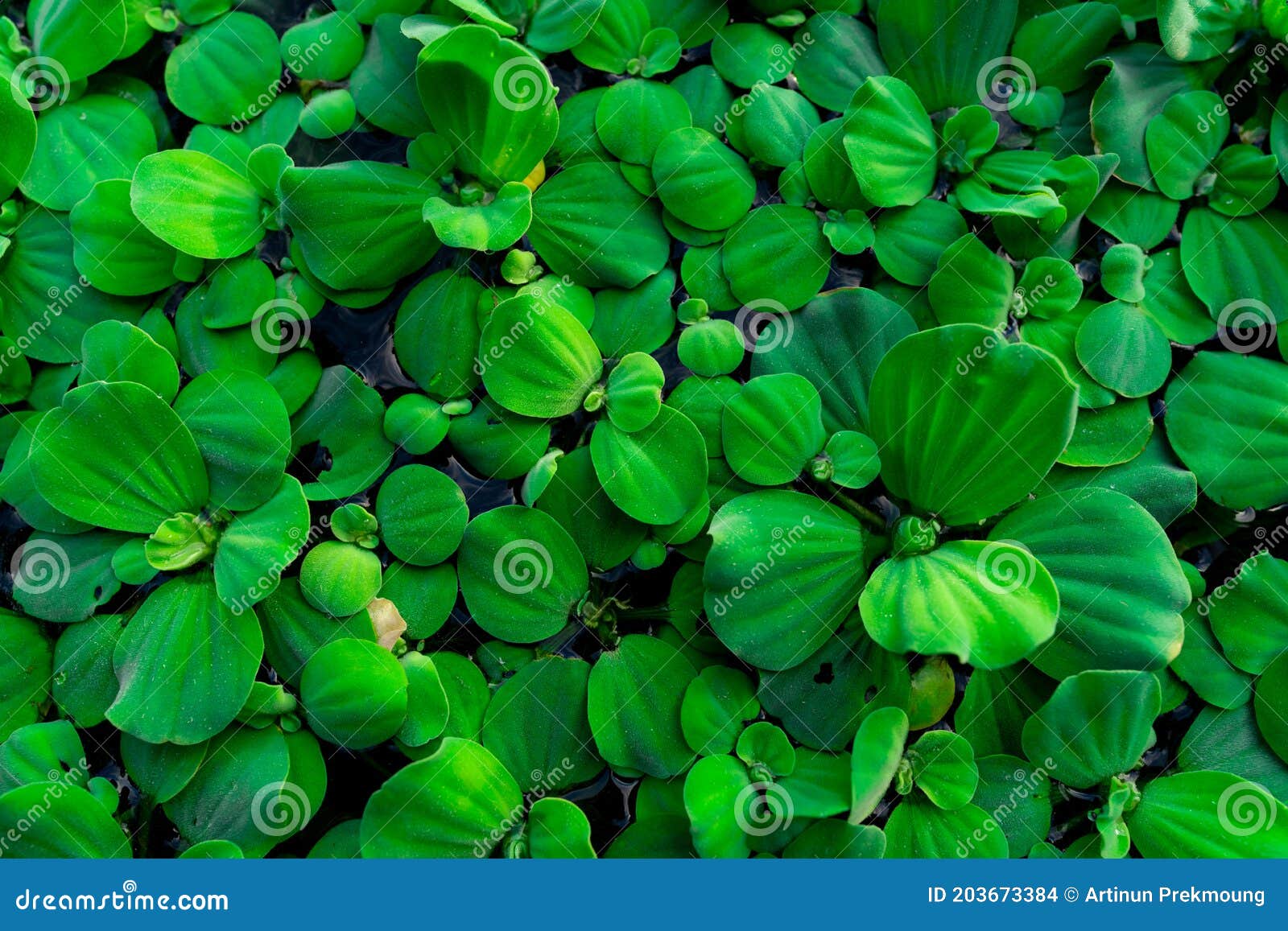 top view green leaves of water lettuce floating on water surface. pistia stratiotes or water lettuce is aquatic plant. invasive