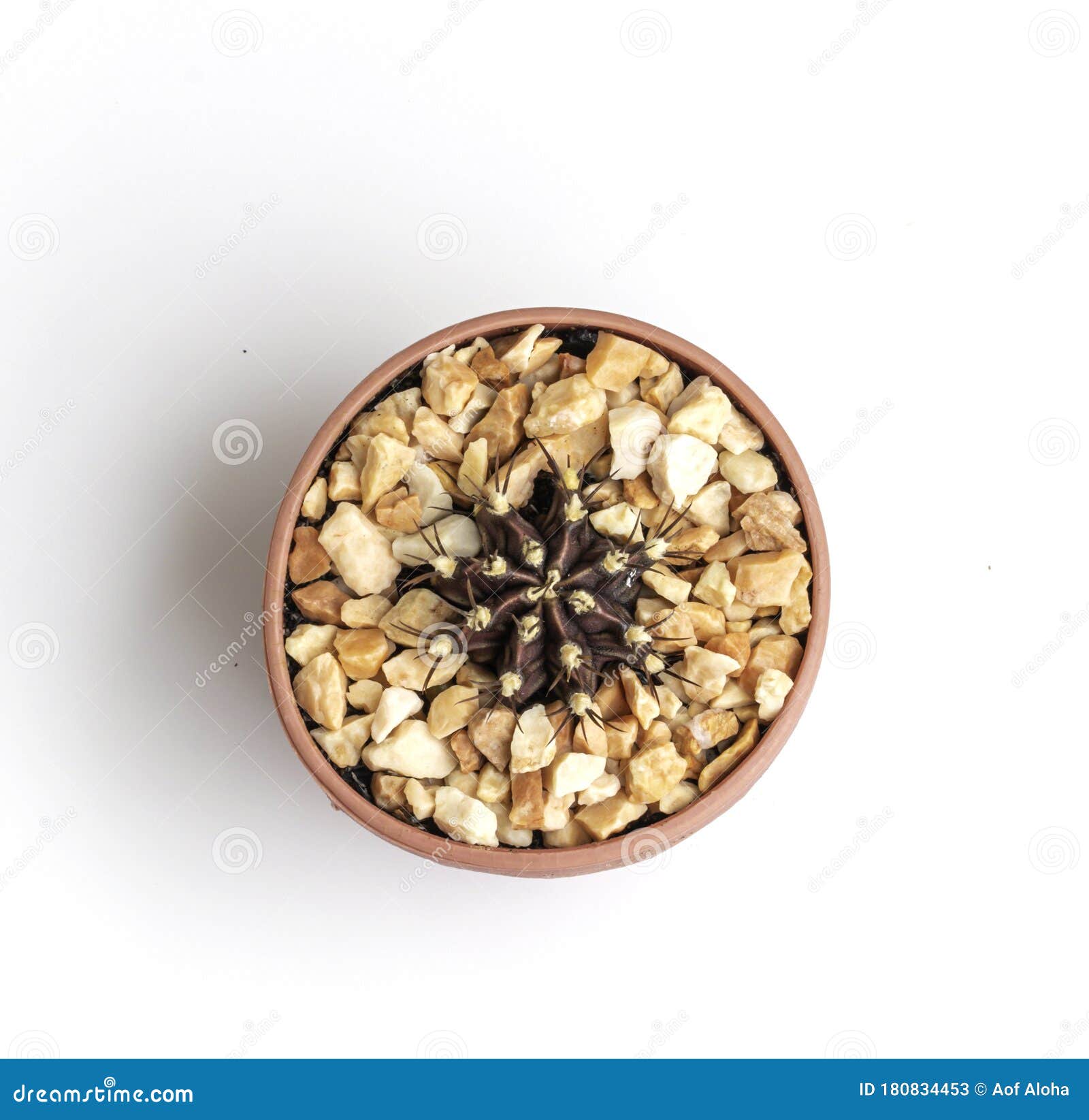 1 963 Cactus Ball White Background Photos Free Royalty Free Stock Photos From Dreamstime