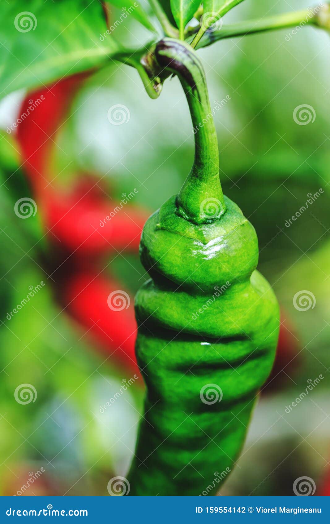 Top View Of Hot Pepper In The Growing Period Green Color Chili