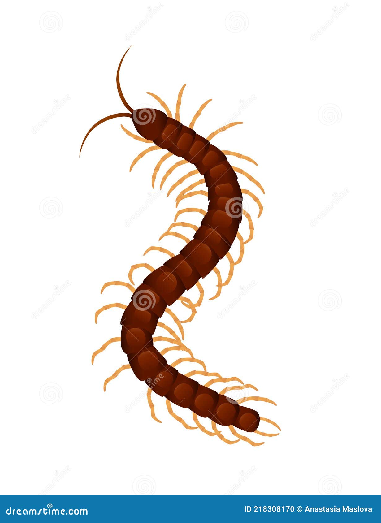 Top View Illustration on Centipede Cartoon Insect Design Vector  Illustration Isolated on White Background Stock Vector - Illustration of  crawl, toxic: 218308170