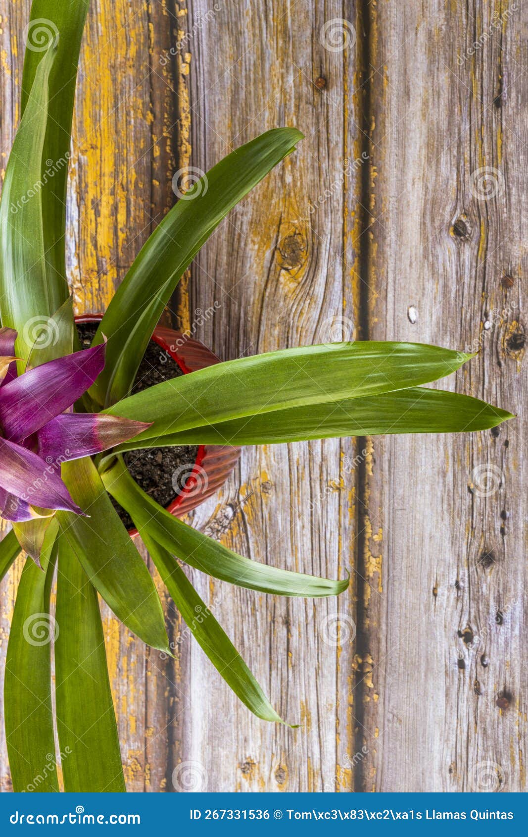 Top View Image of a Bromeliad on a Yellow Wooden Table Stock Photo
