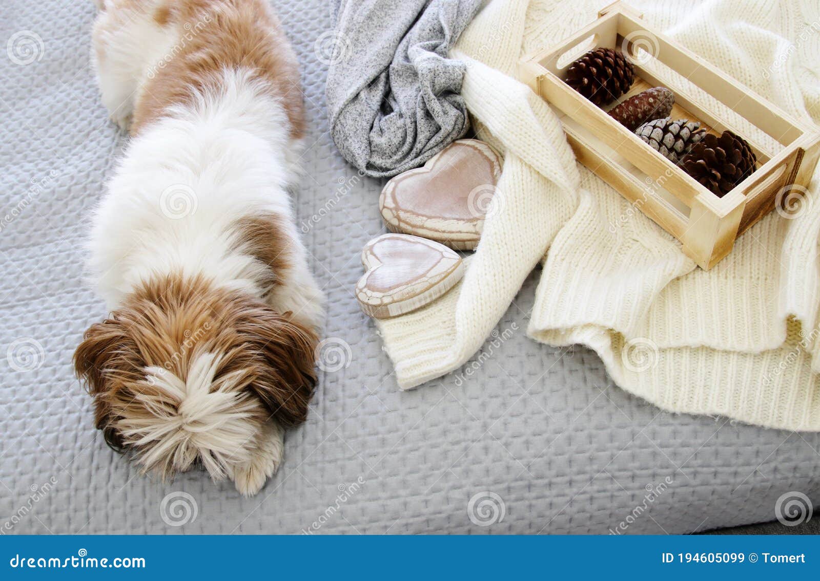 815 Shi Tzu Photos Free Royalty Free Stock Photos From Dreamstime