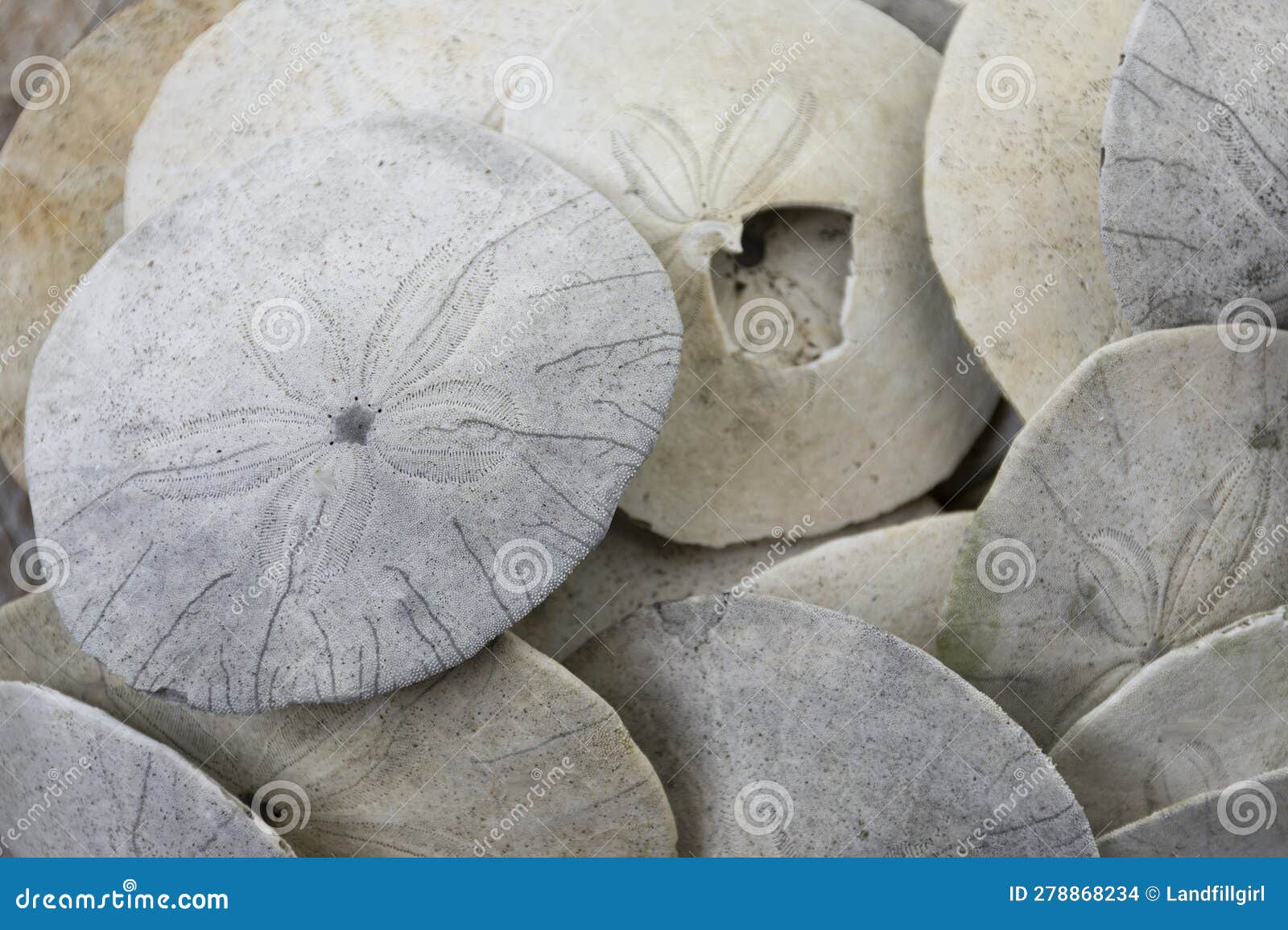 Sun Bleach Sand Dollar Shells Close Up Stock Photo Image of black