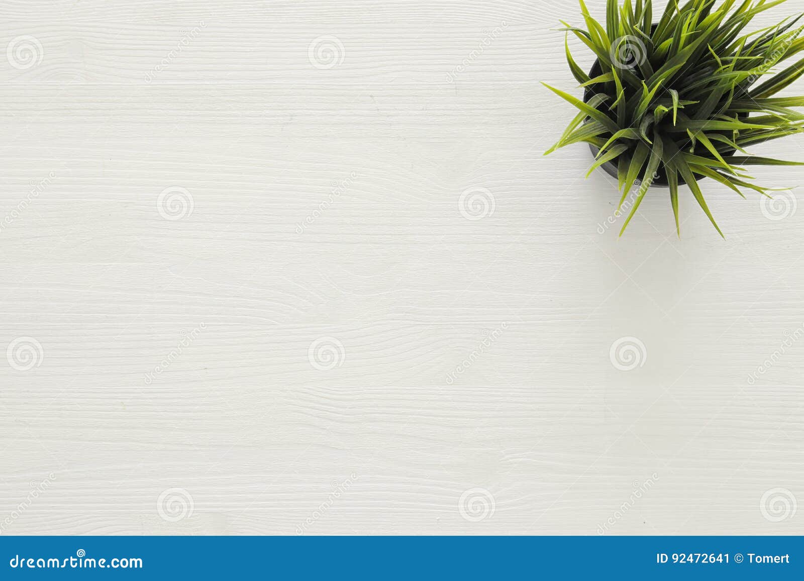 Top View Image of Wooden White Background and Plant in Pot Stock Image