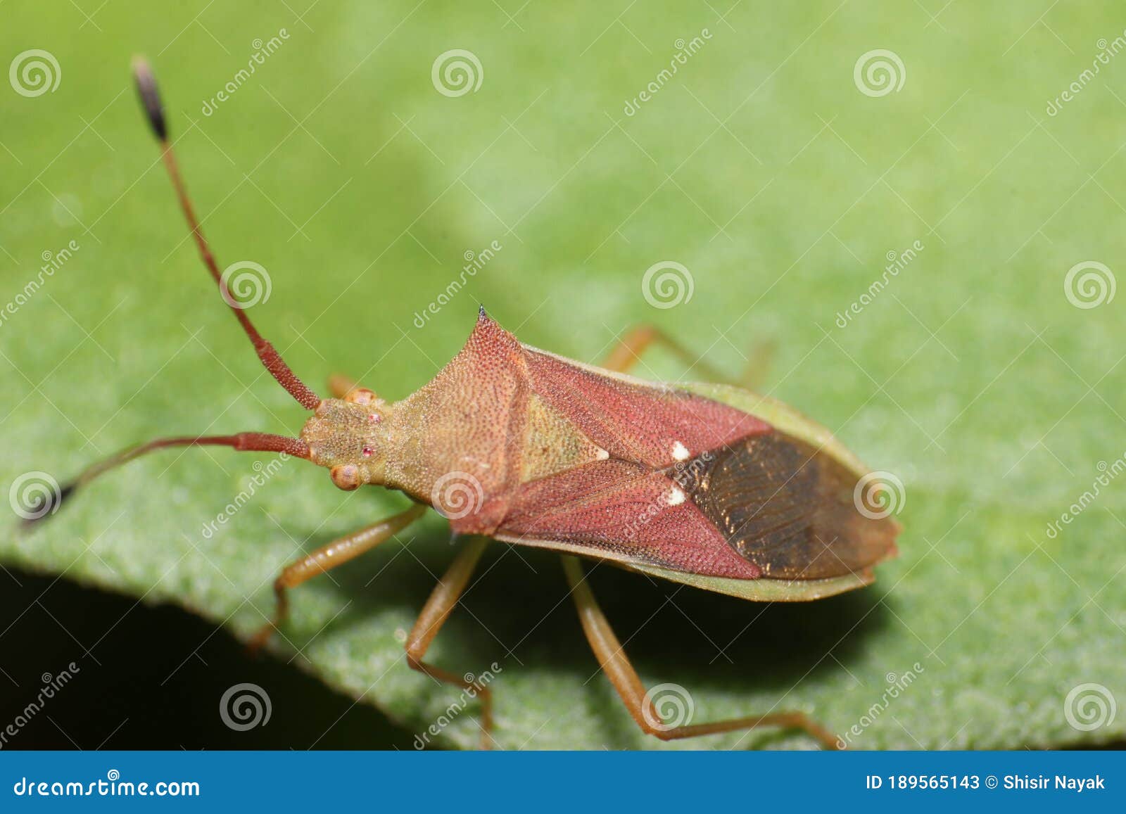 top view of an insect sitting on a leaf