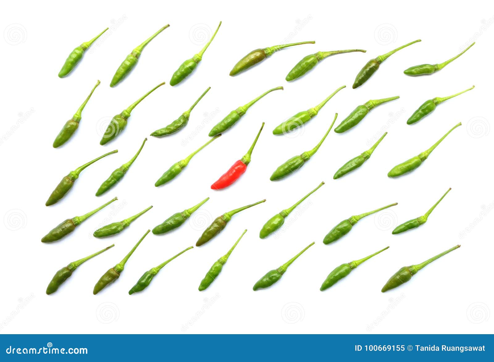 Top View of Isolated Green Fresh Thai Chili Arranged in a Neat Rows by