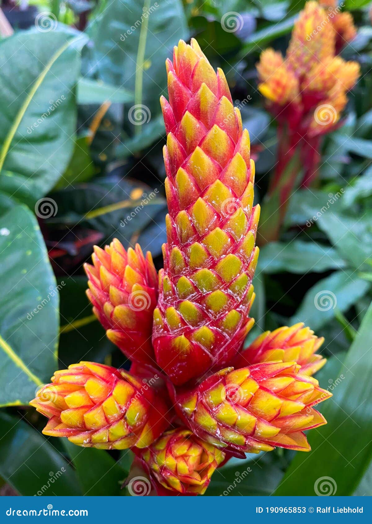 top view on  red  yellow flowers guzmania conifera with green leaves