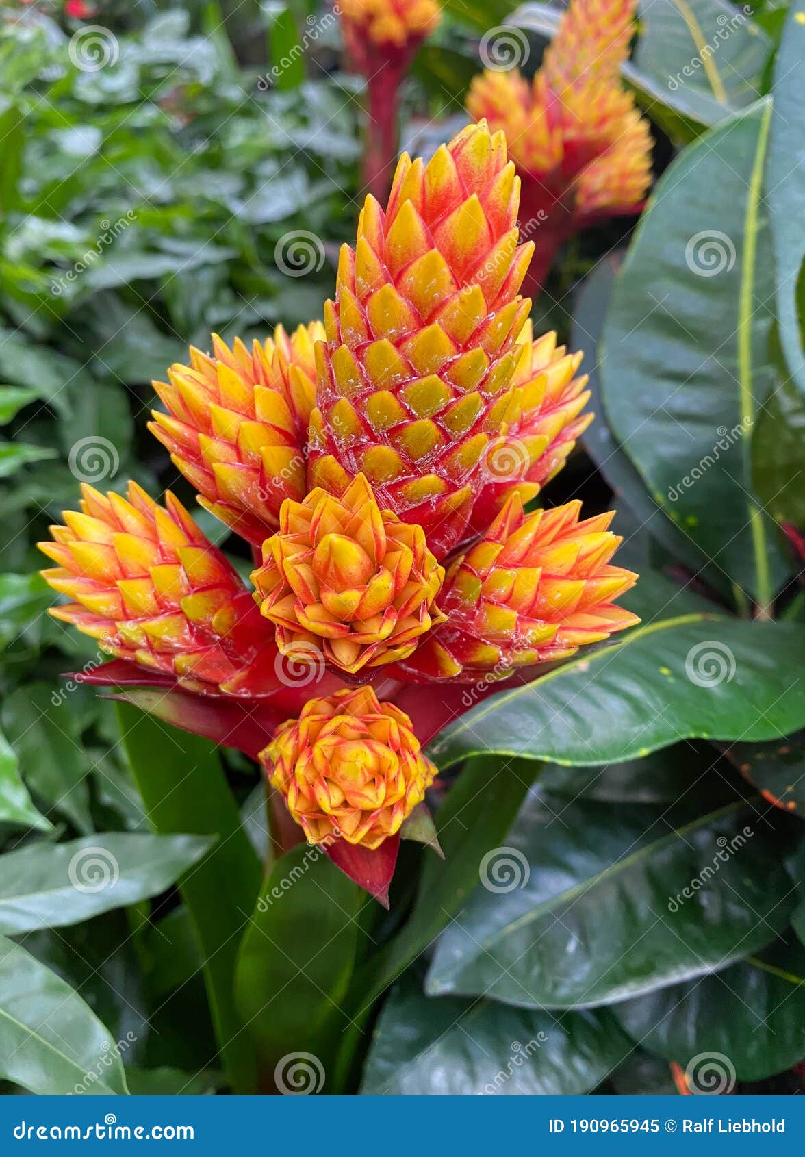 top view on  red  yellow flowers guzmania conifera with green leaves