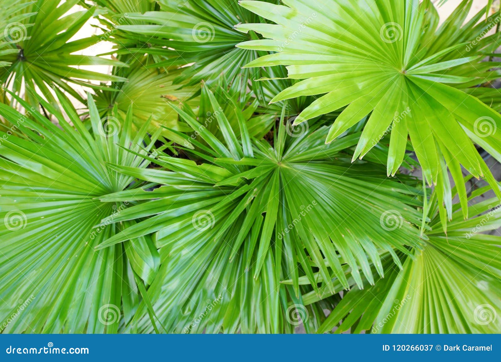 top view of leaves saw palmetto, abstract leaves texture.