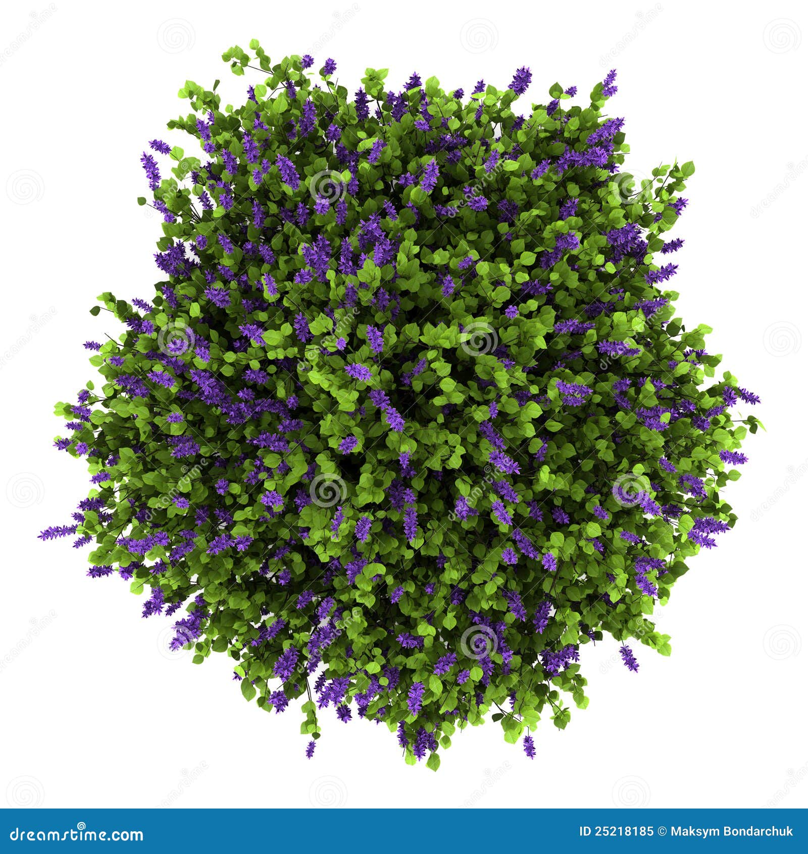 Top View Of Lilac Flowers Bush Isolated On White Royalty Free Stock