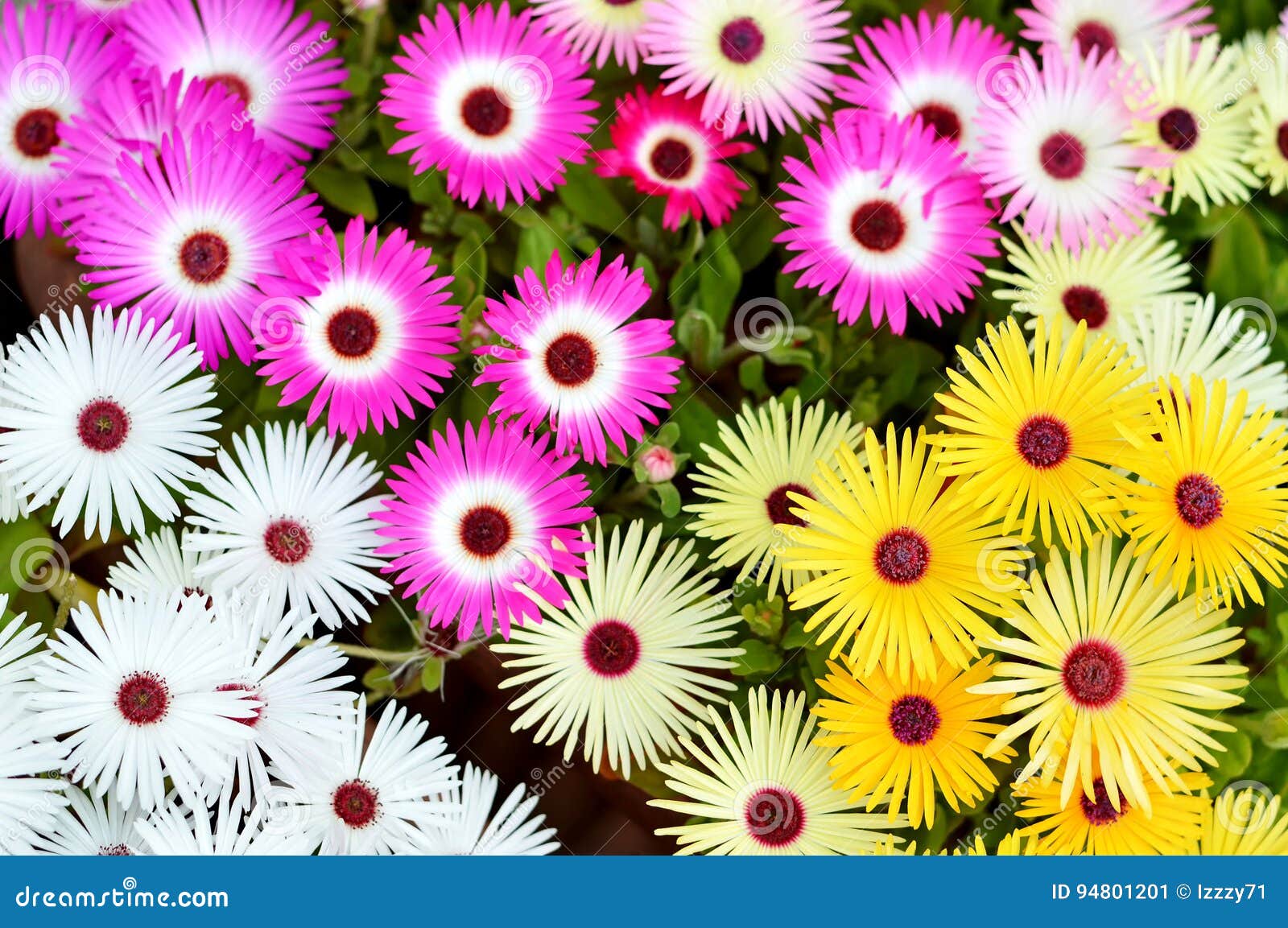 Top View of Livingstone Daisies Stock Image Image of color, floral