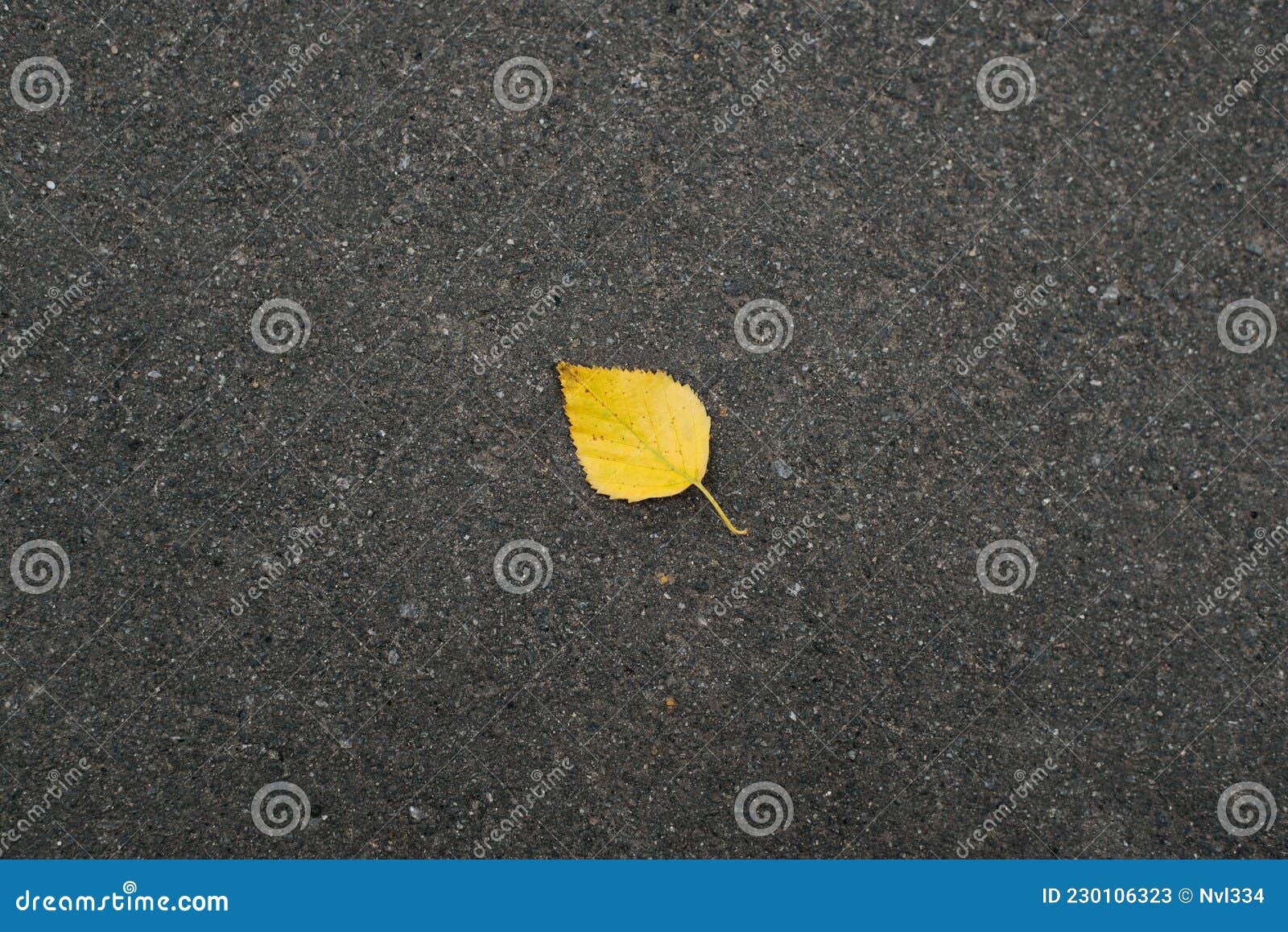 Top View of Lonely Single Fallen Yellow Leaf on the Dark Asphalt