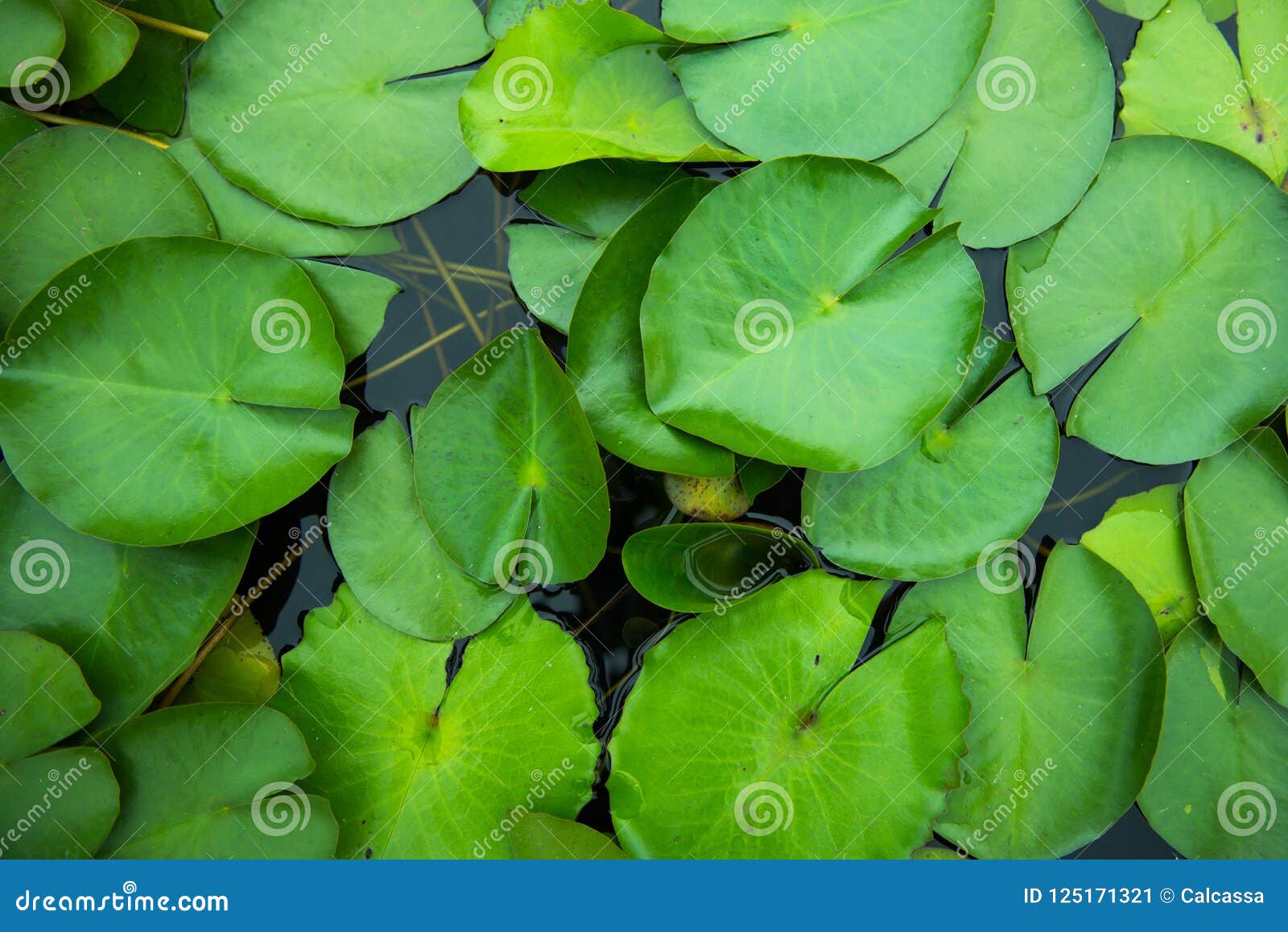 Top view of lotus leaf stock image. Image of lake, flora - 125171321