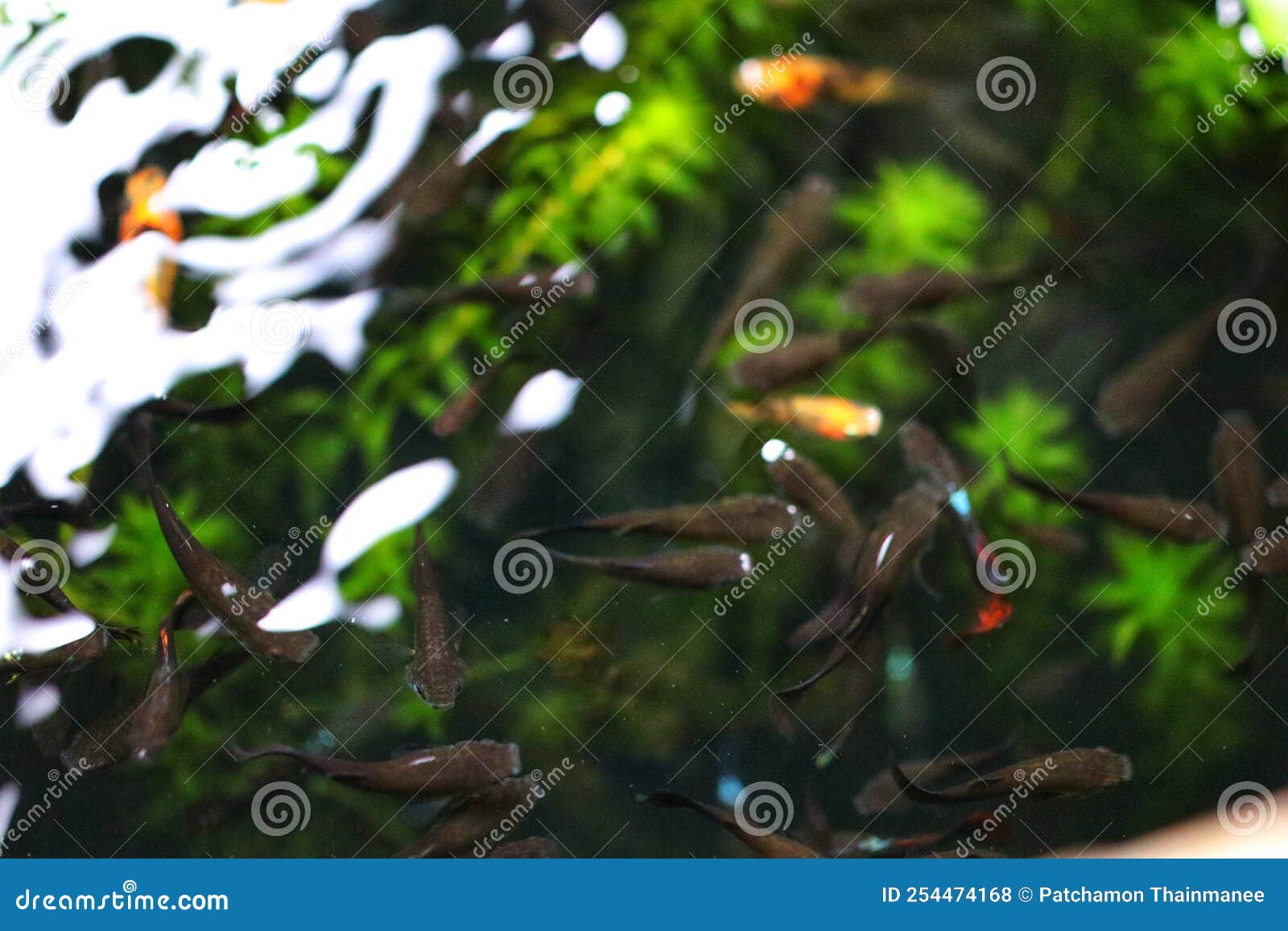 Top View, Many Guppy Fish, Rearing in the Pond. Stock Photo - Image of  guppy, view: 254474168