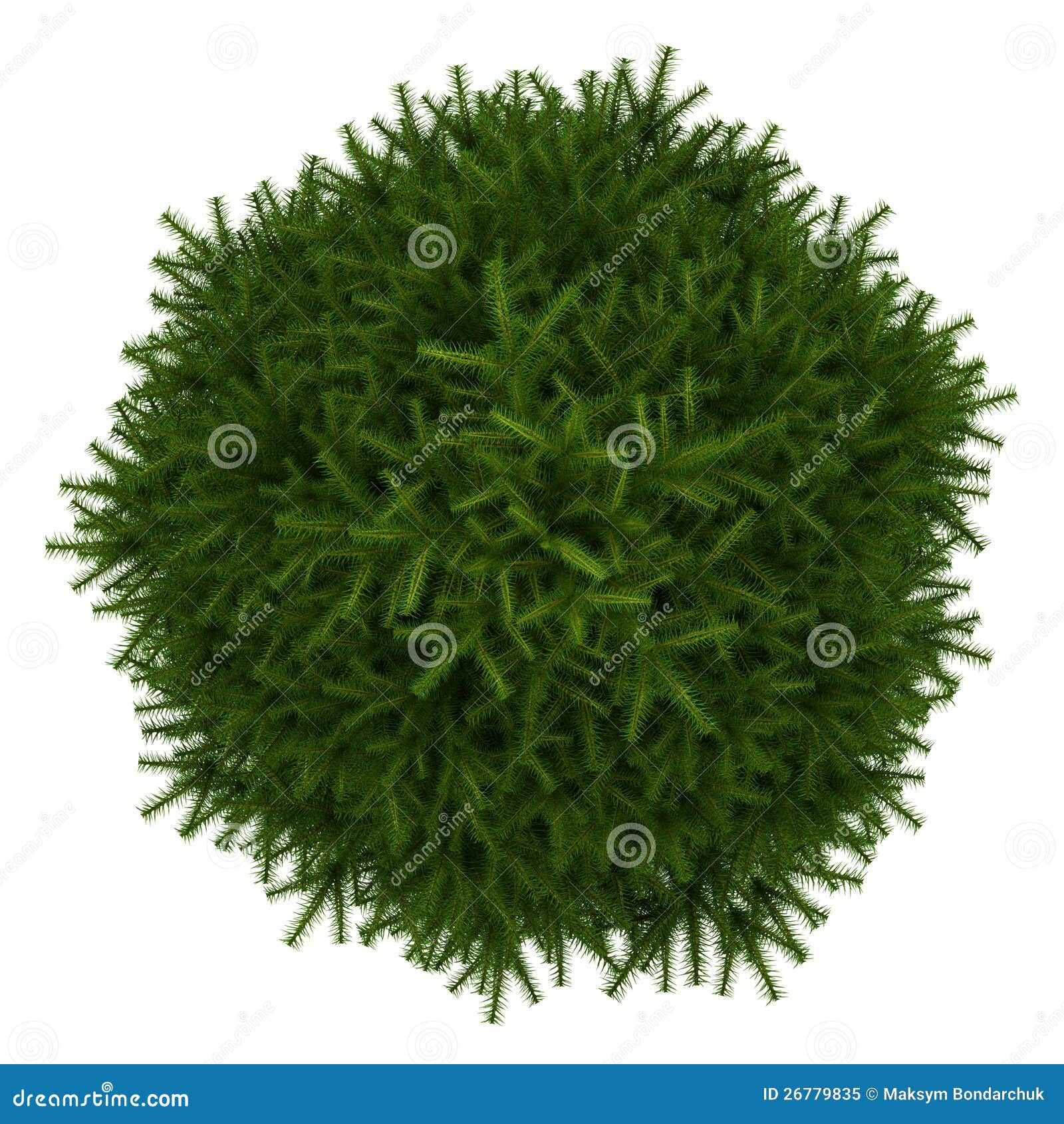 top view of momi fir tree  on white