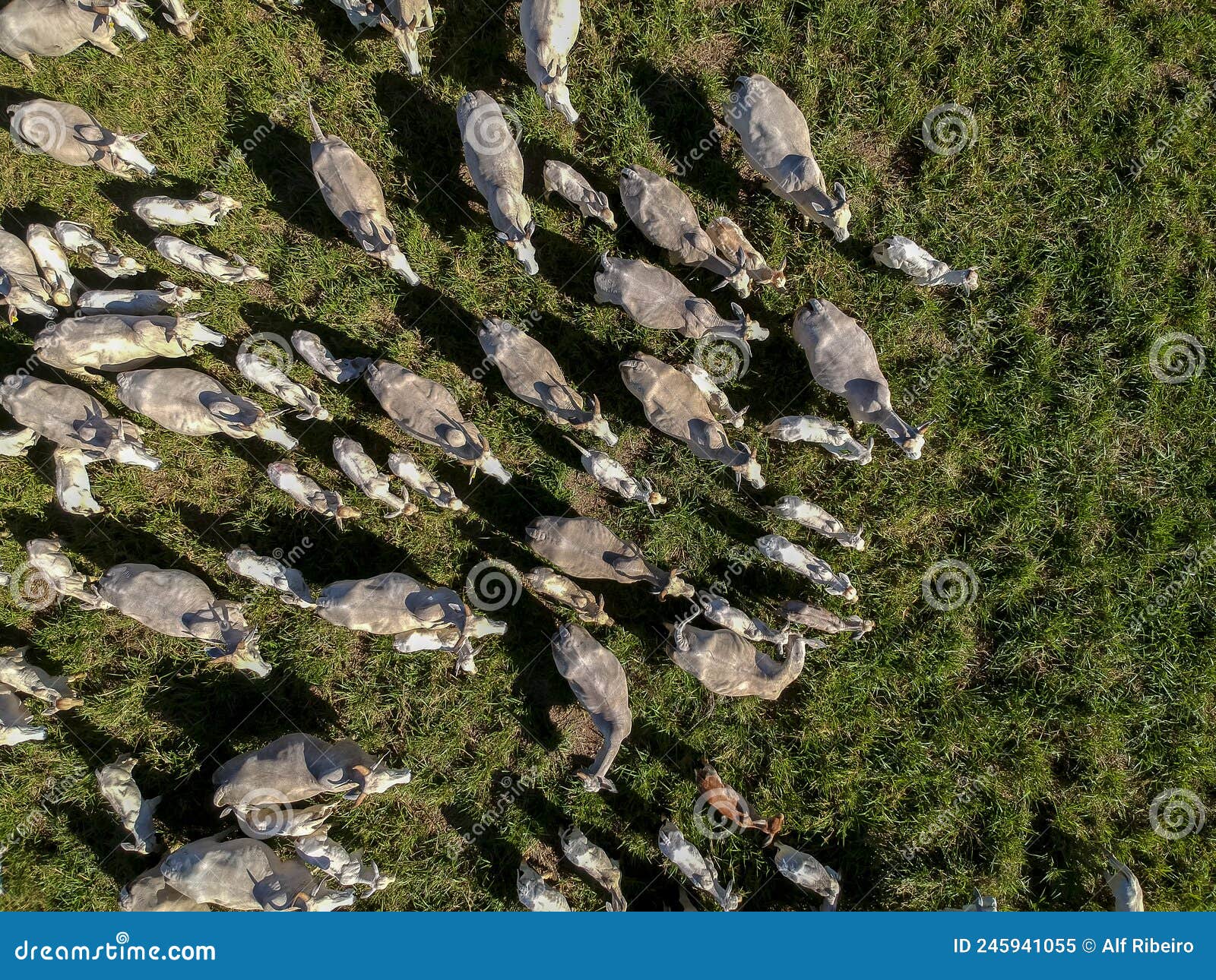 top view of nellore cattle herd on green pasture