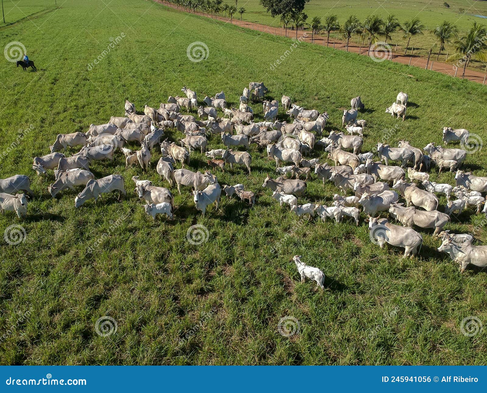top view of nellore cattle herd on green pasture