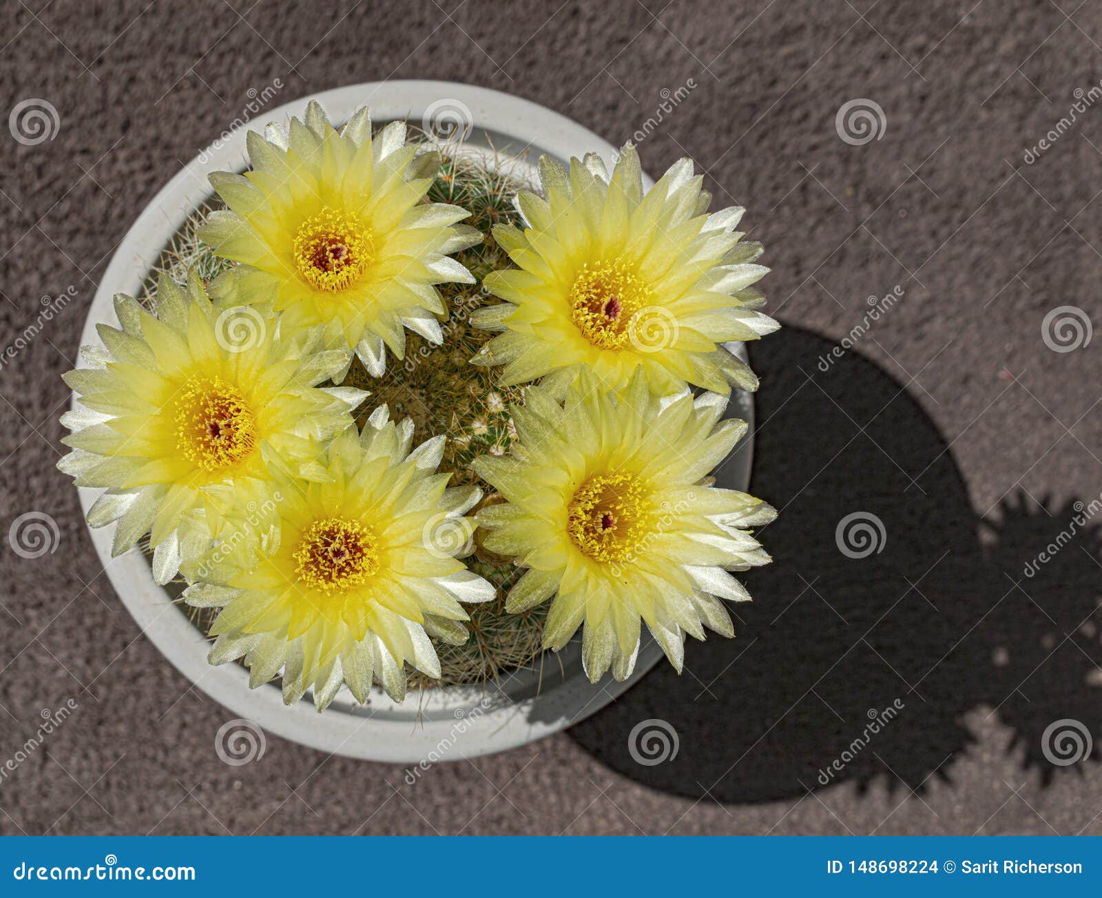 five dark yellow ball cactus flowers