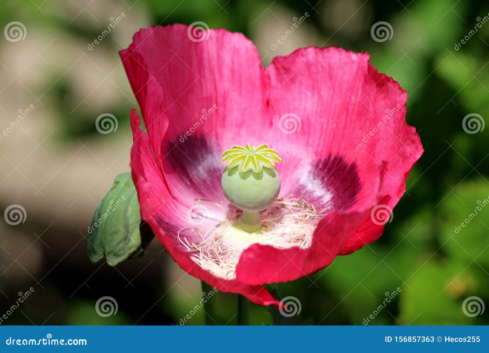 Top View of Opium Poppy or Papaver Somniferum Plant with Open Red Flower  and Green Center Made of Rounded Capsule and Radiating Stock Image - Image  of radiating, annual: 156857363