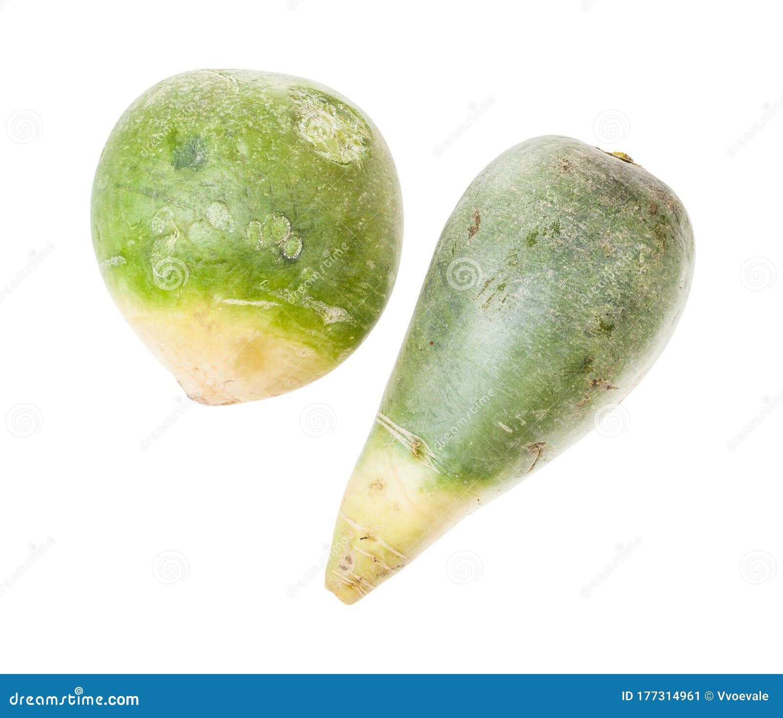 top view of pair of green lobo margelan radish