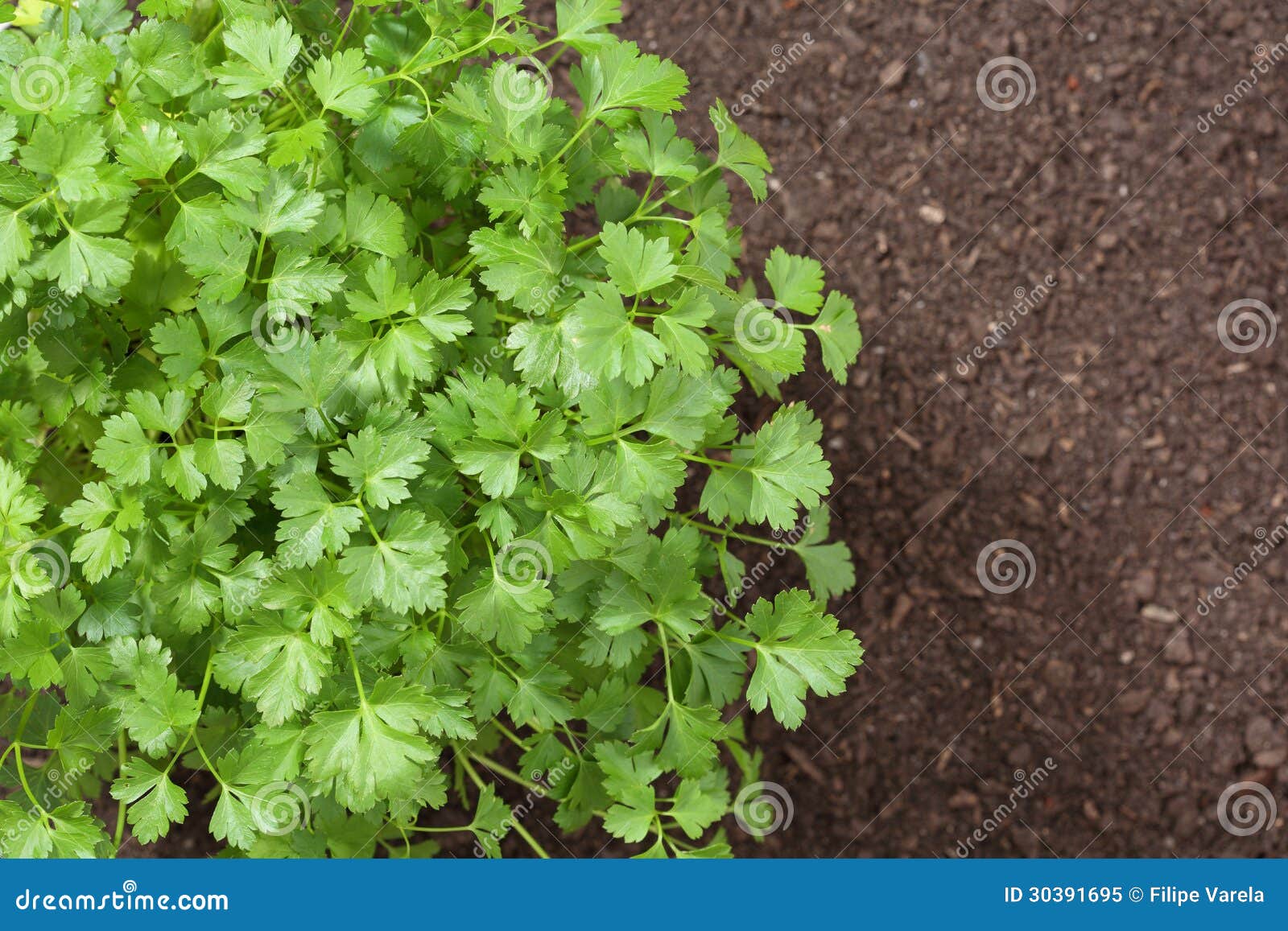 Top view of parsley stock image. Image of health, natural 30391695