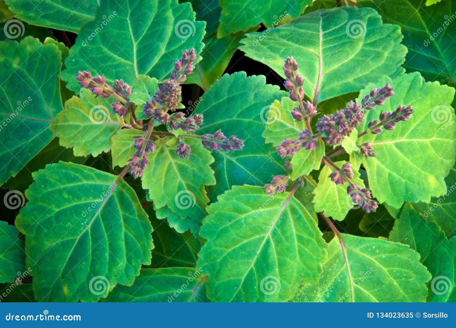 top view of patchouli plant flowering