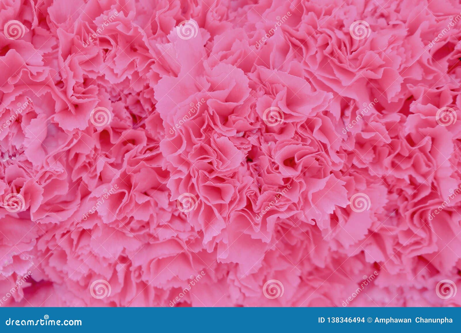 Carnation and backgrounds HD wallpapers  Pxfuel