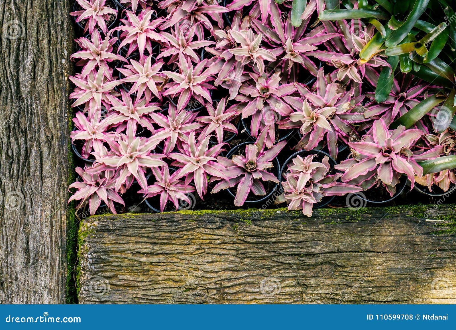 65 Cryptanthus Plant Photos Free Royalty Free Stock Photos From Dreamstime