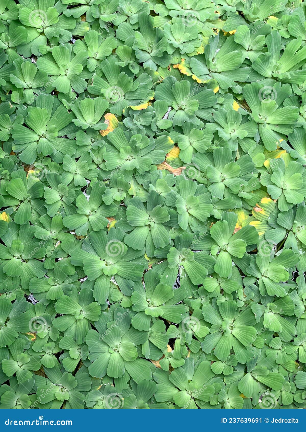 top view of pistia stratiotes, a type of floating flower.