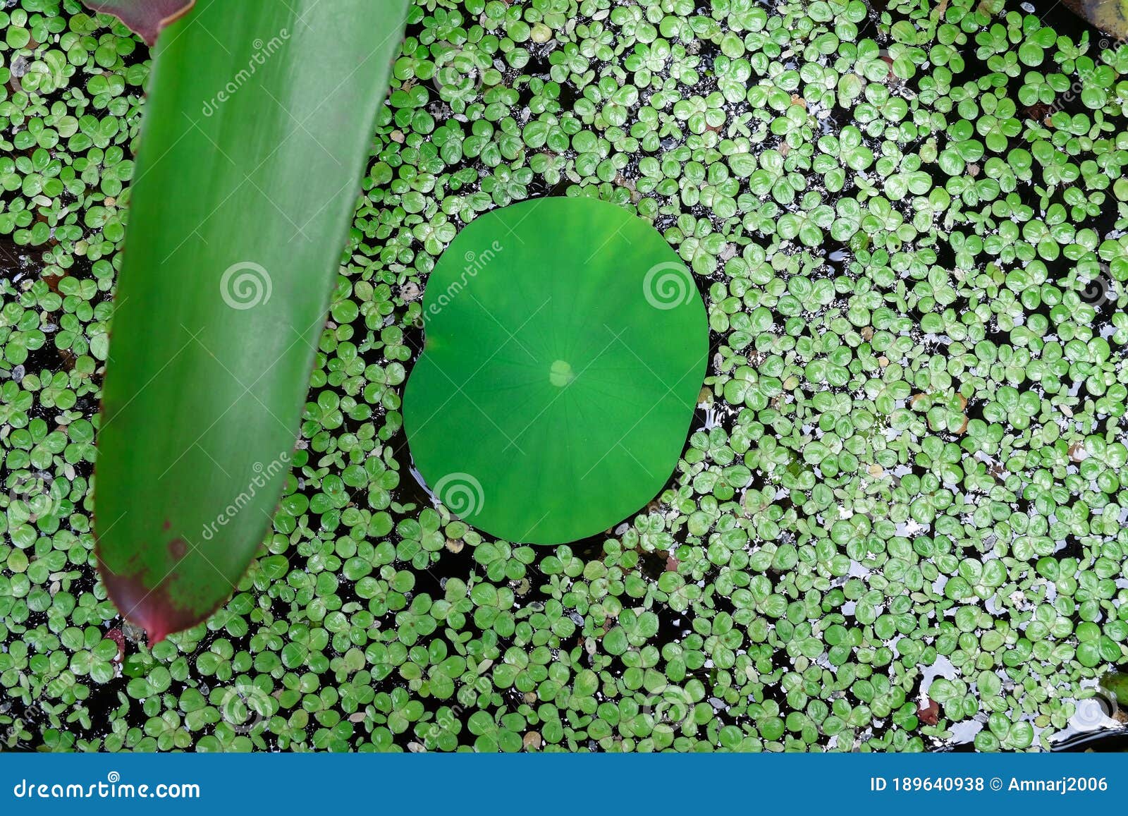 Pistia Water Cabbage and Water is Aquatic Plant Stock Photo Image of
