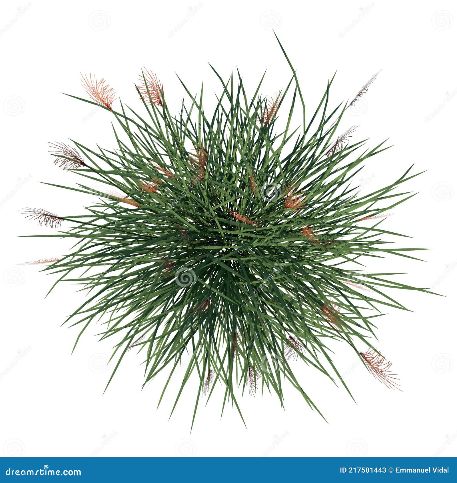 top view of plant vetiver chrysopogon zizanioides tree white background 3d rendering ilustracion 3d