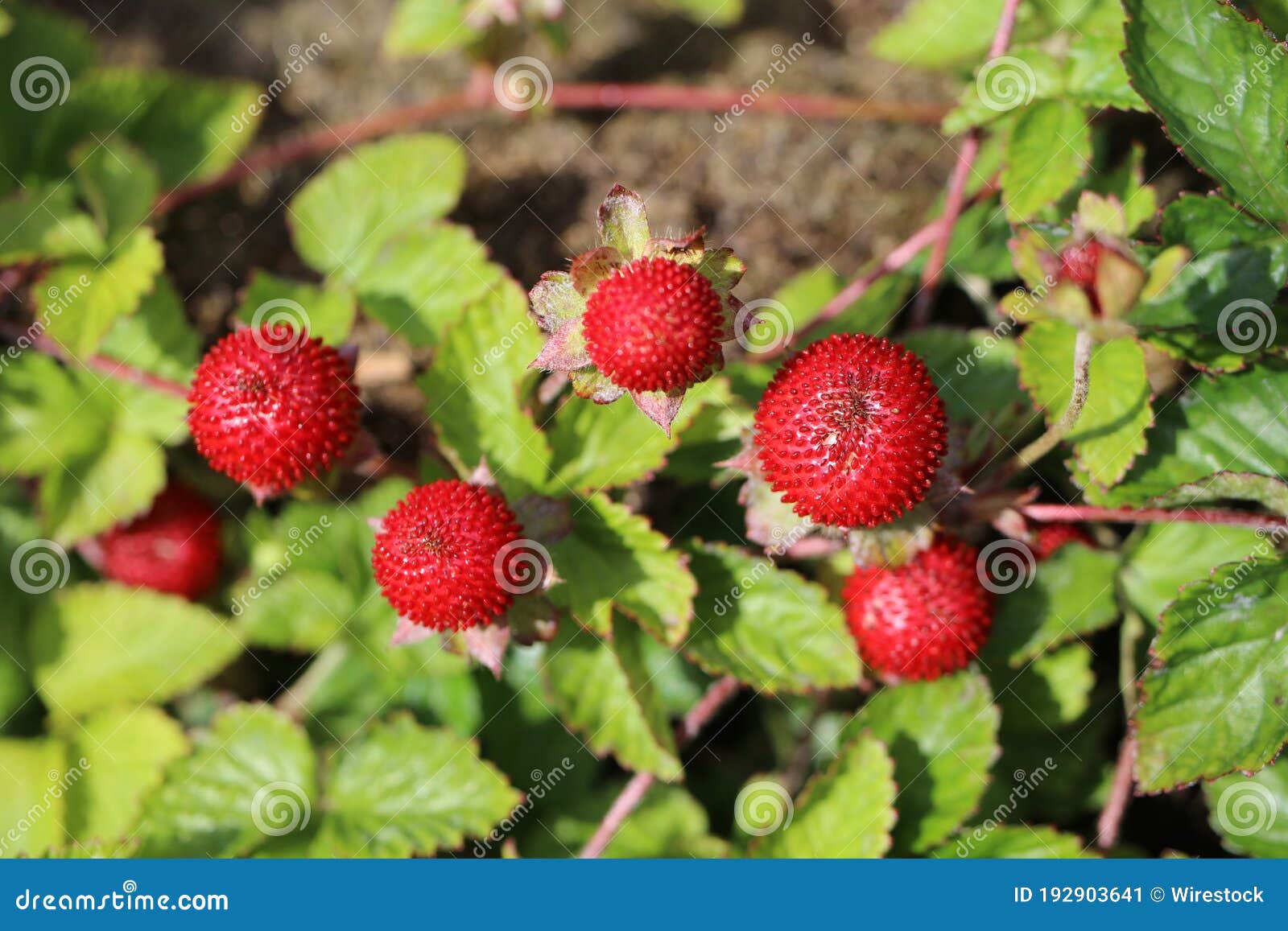 top view of a potentilla indica bush in a field under the sunlight with a blurry background