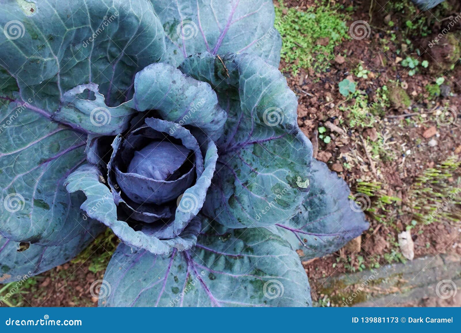 top view of red cabbage field