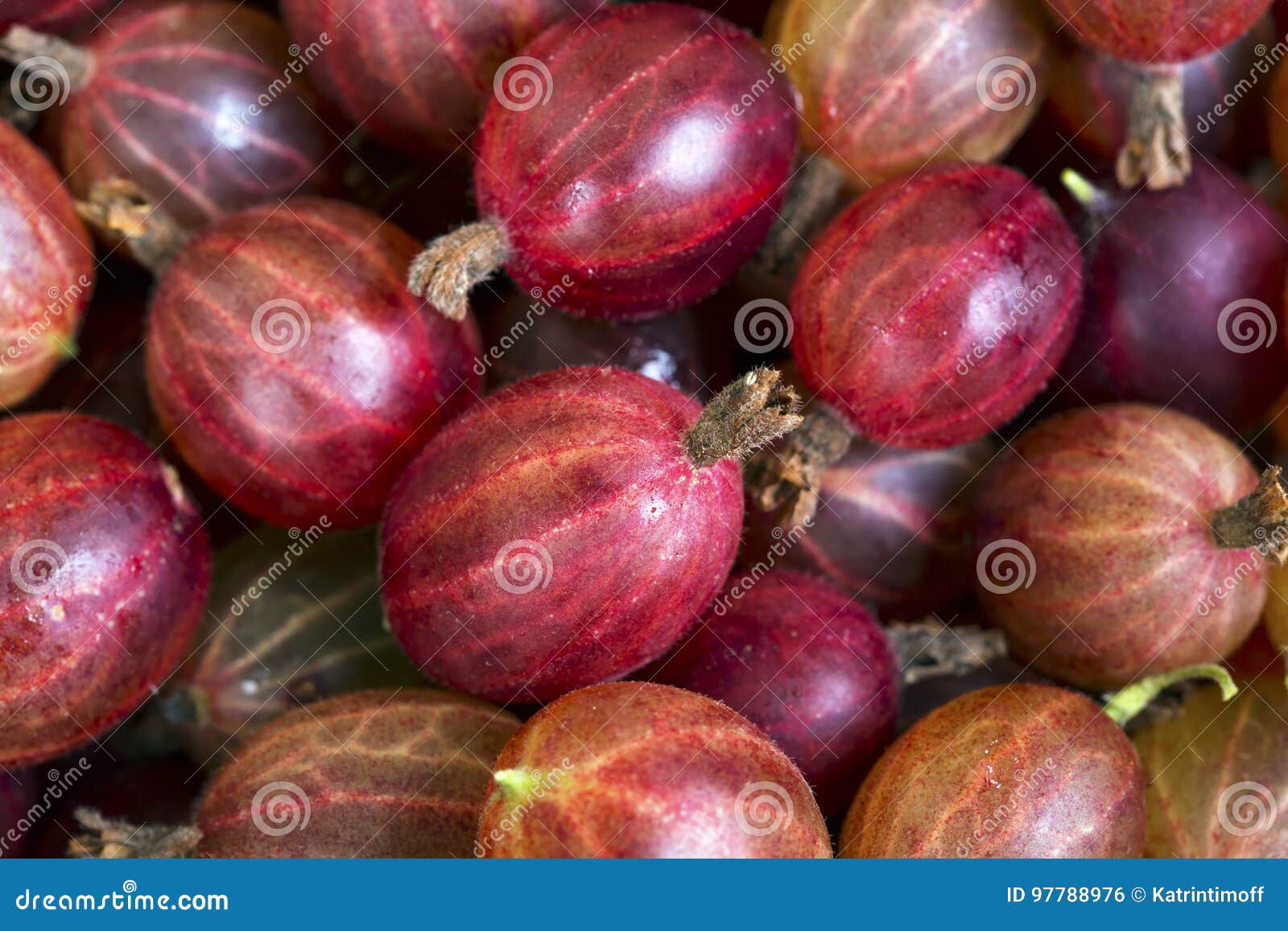 Top View of the Red Gooseberry Fruit. Stock Photo Image of color