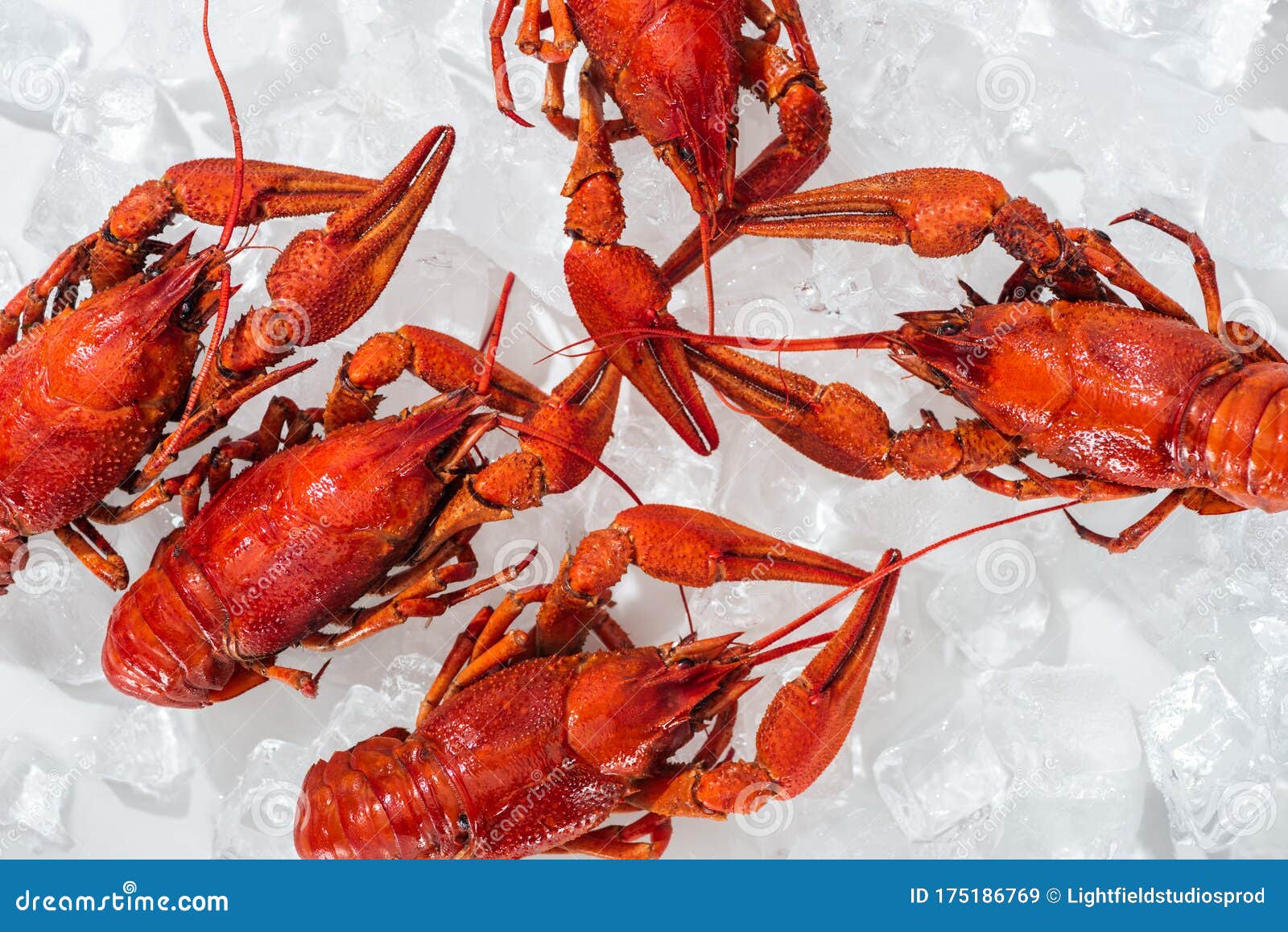 Top View of Red Lobsters on White Background with Ice Cubes. Stock