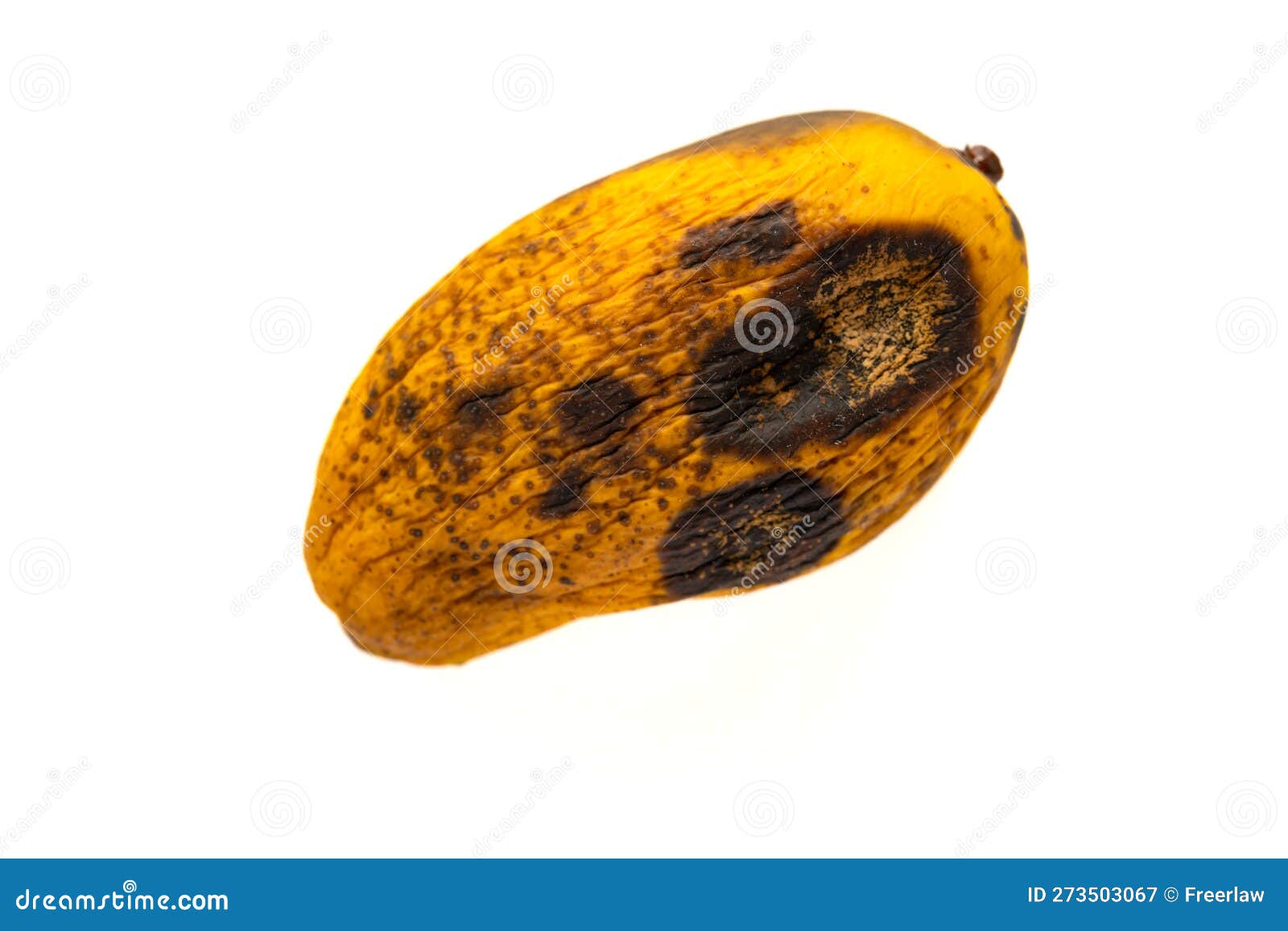 Top View Rotten Mango with Worms on White Background Stock Image - Image of  putrid, hole: 273503067