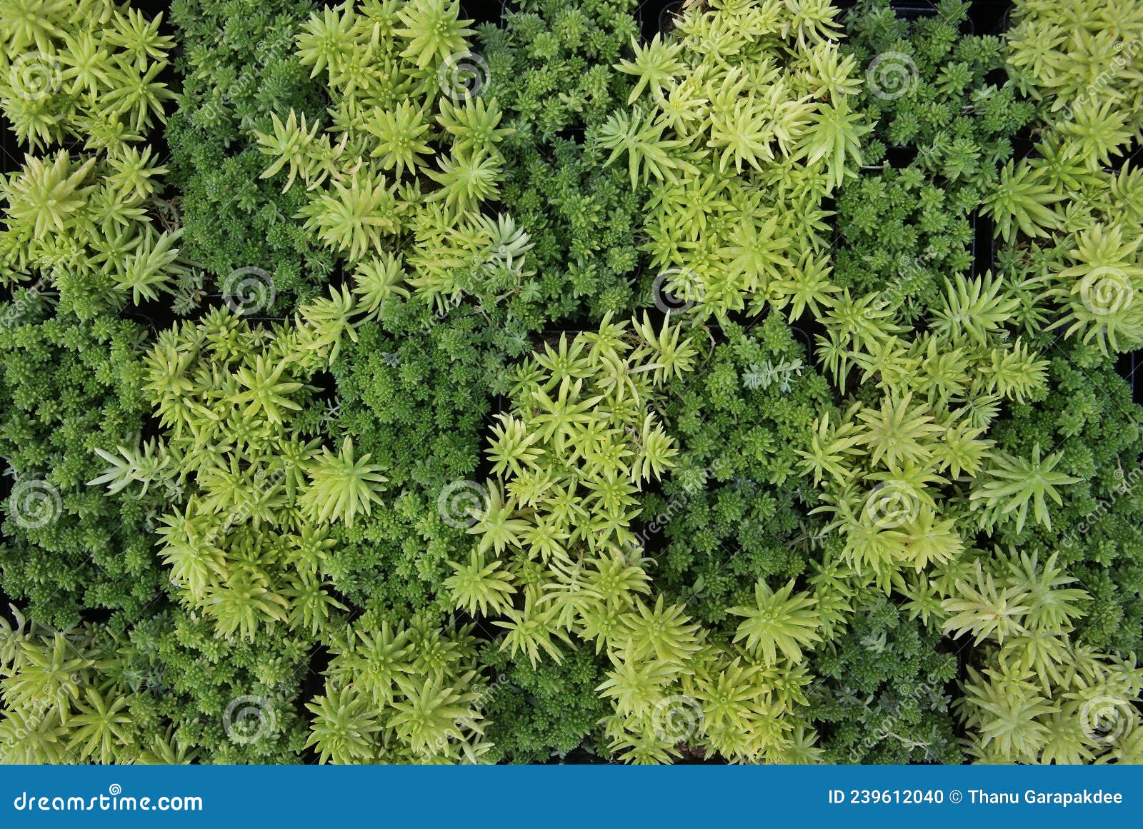 top view of sedum arce and gold moss sedum.