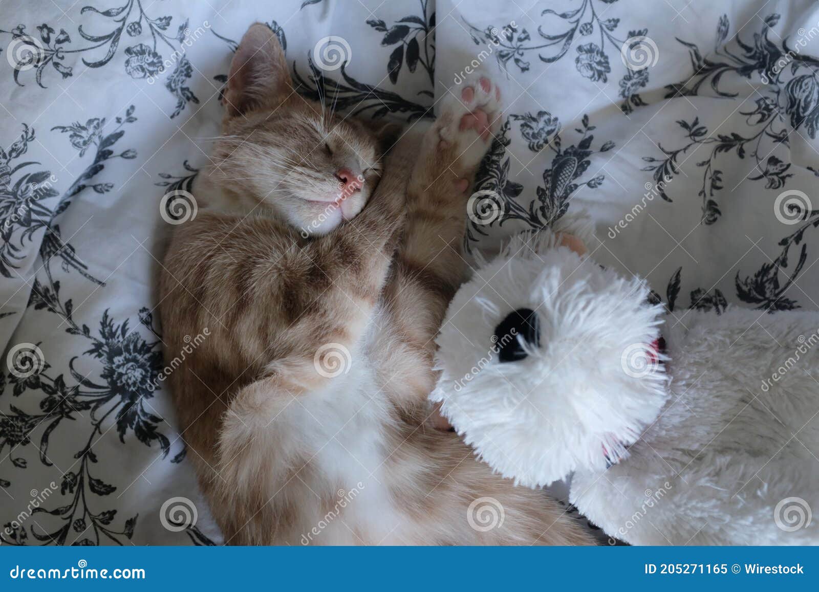 stuffed sleeping cat