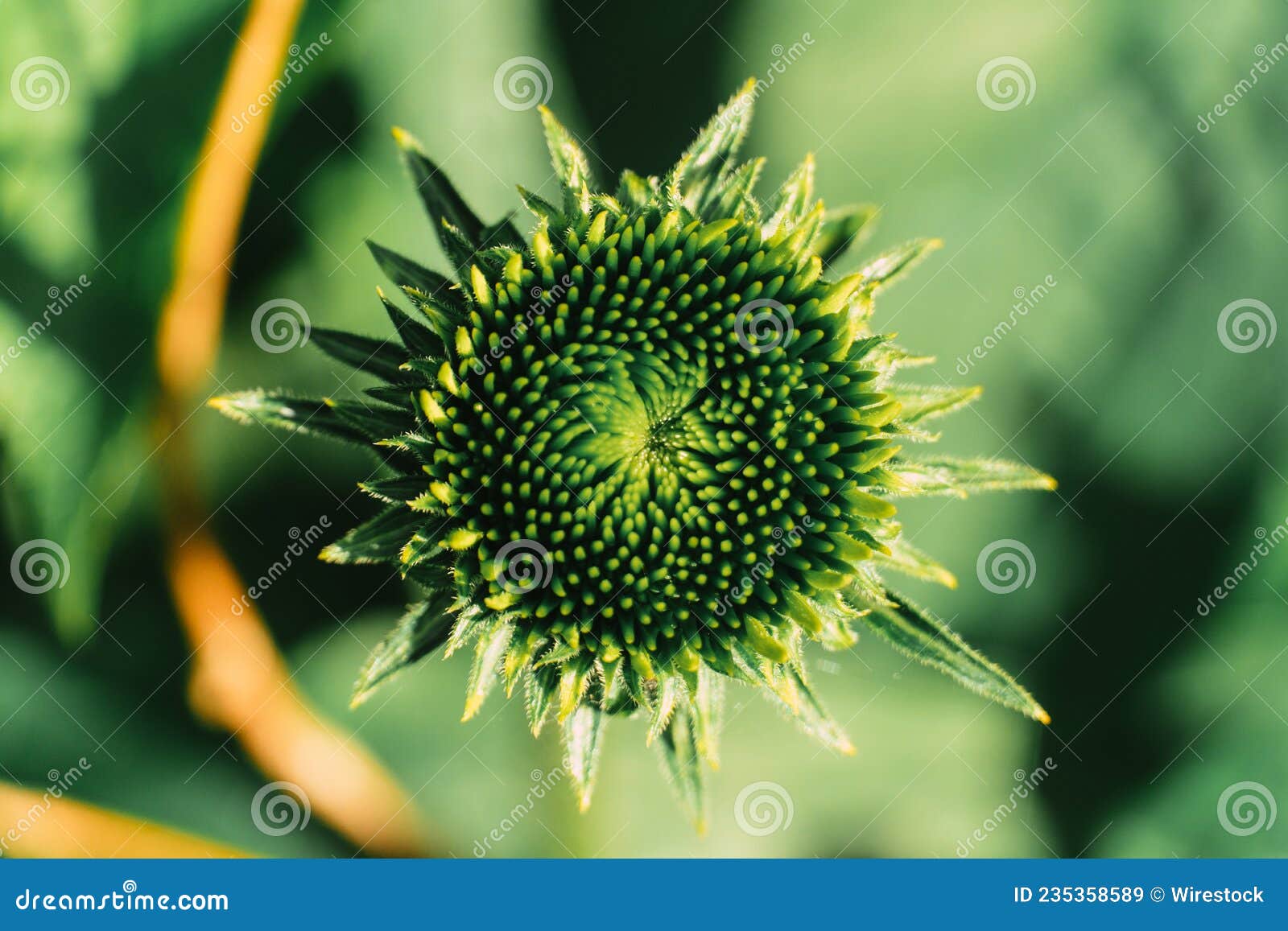 Top View Shot of a Sunflower in a Forest during the Day Stock Image