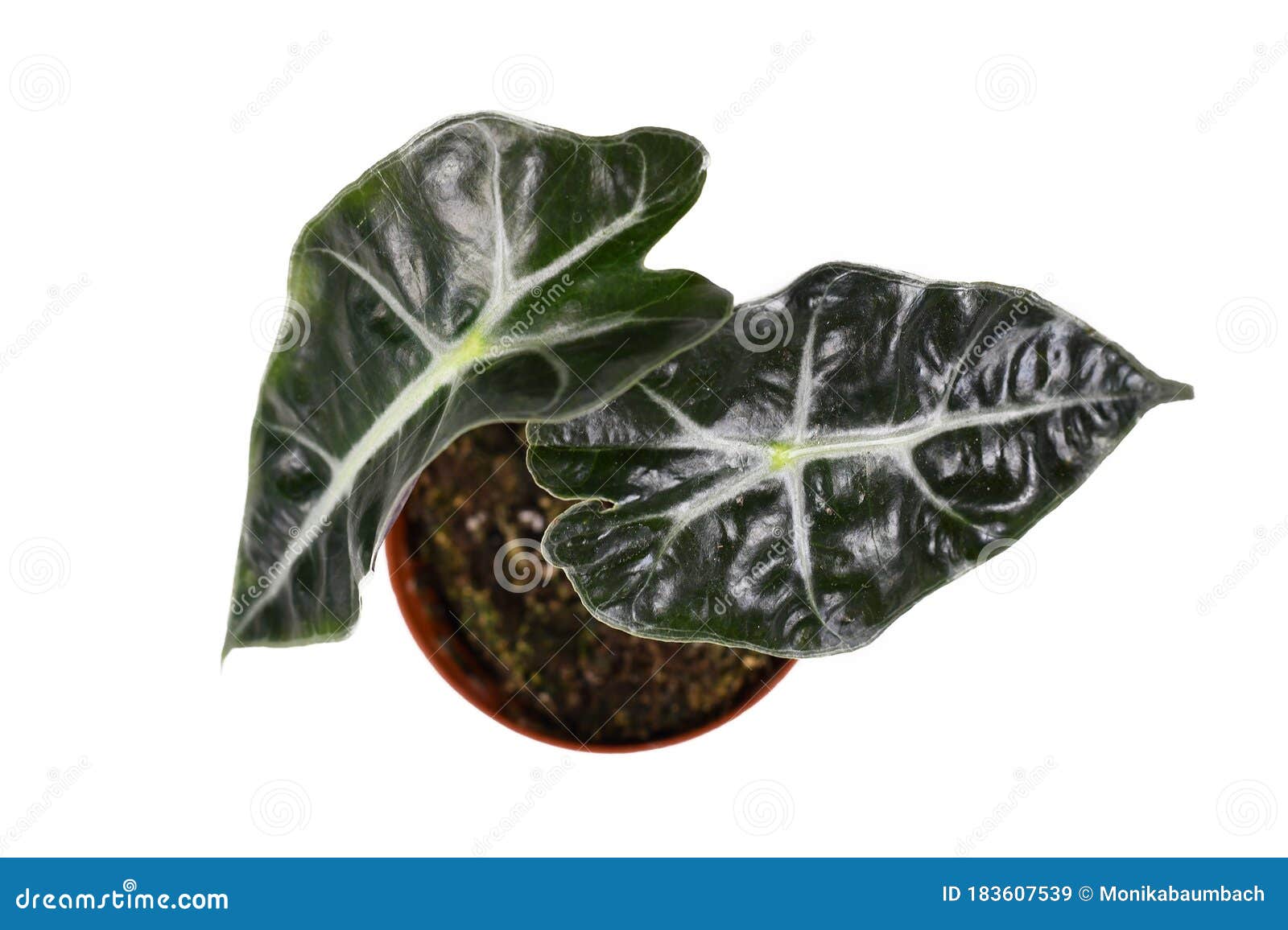 top view of small exotic `alocasia polly` house plant on white background