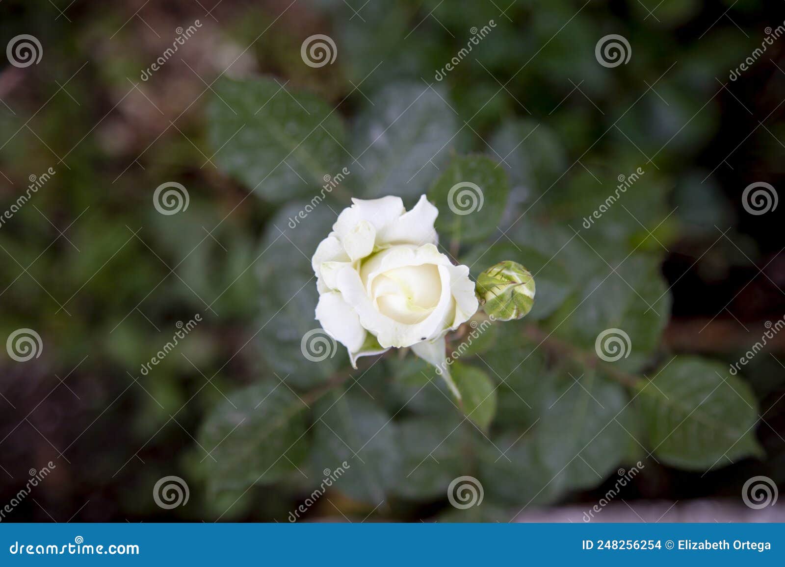 Top View of a Small White Rose .opening Stock Photo Image of flora