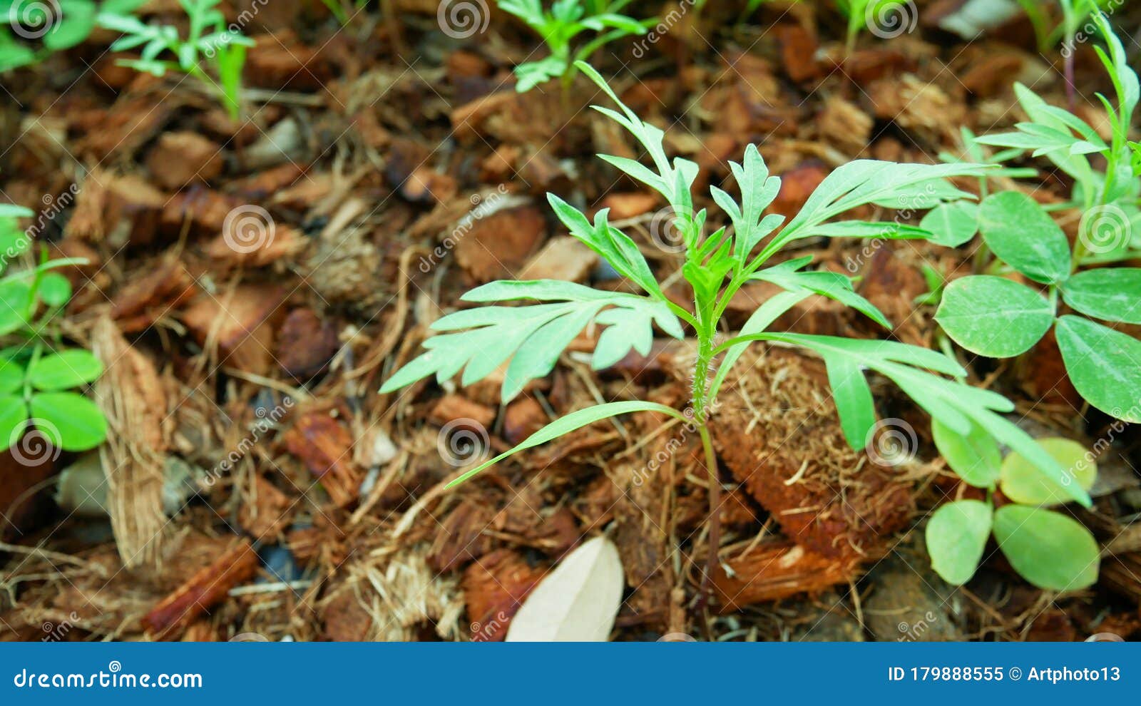 Top View Small Young Seedlings Marigold Plants Farming Floral Garden Organic Concept Stock Image Image Of Agriculture Agricultural