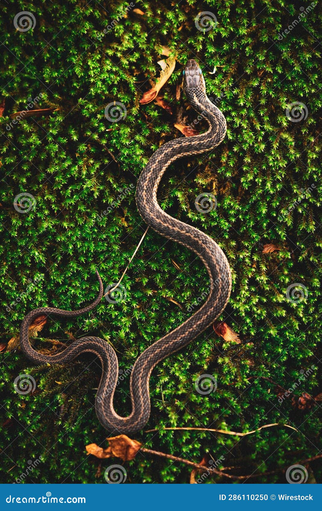 Top View of a Snake Crawling on Green Moss in a Forest Stock Photo