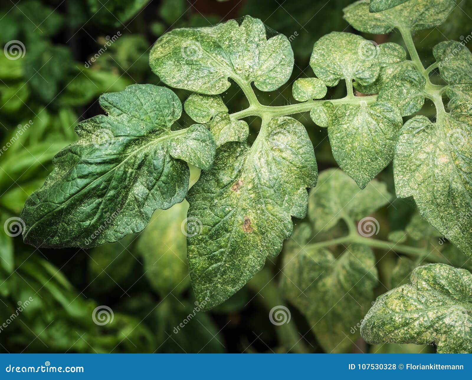 top view of spider mites sucking on tomato leaf