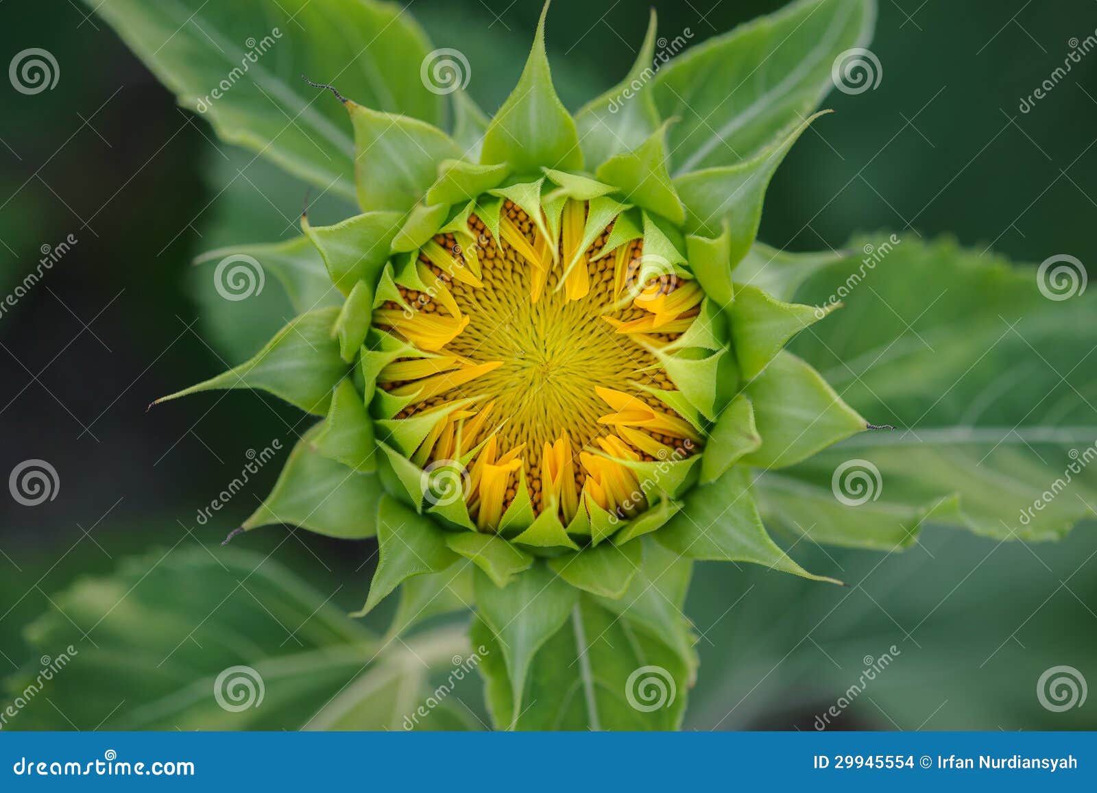 Sunflower Starting To Bloom 01 Stock Photo Image of garden, petal