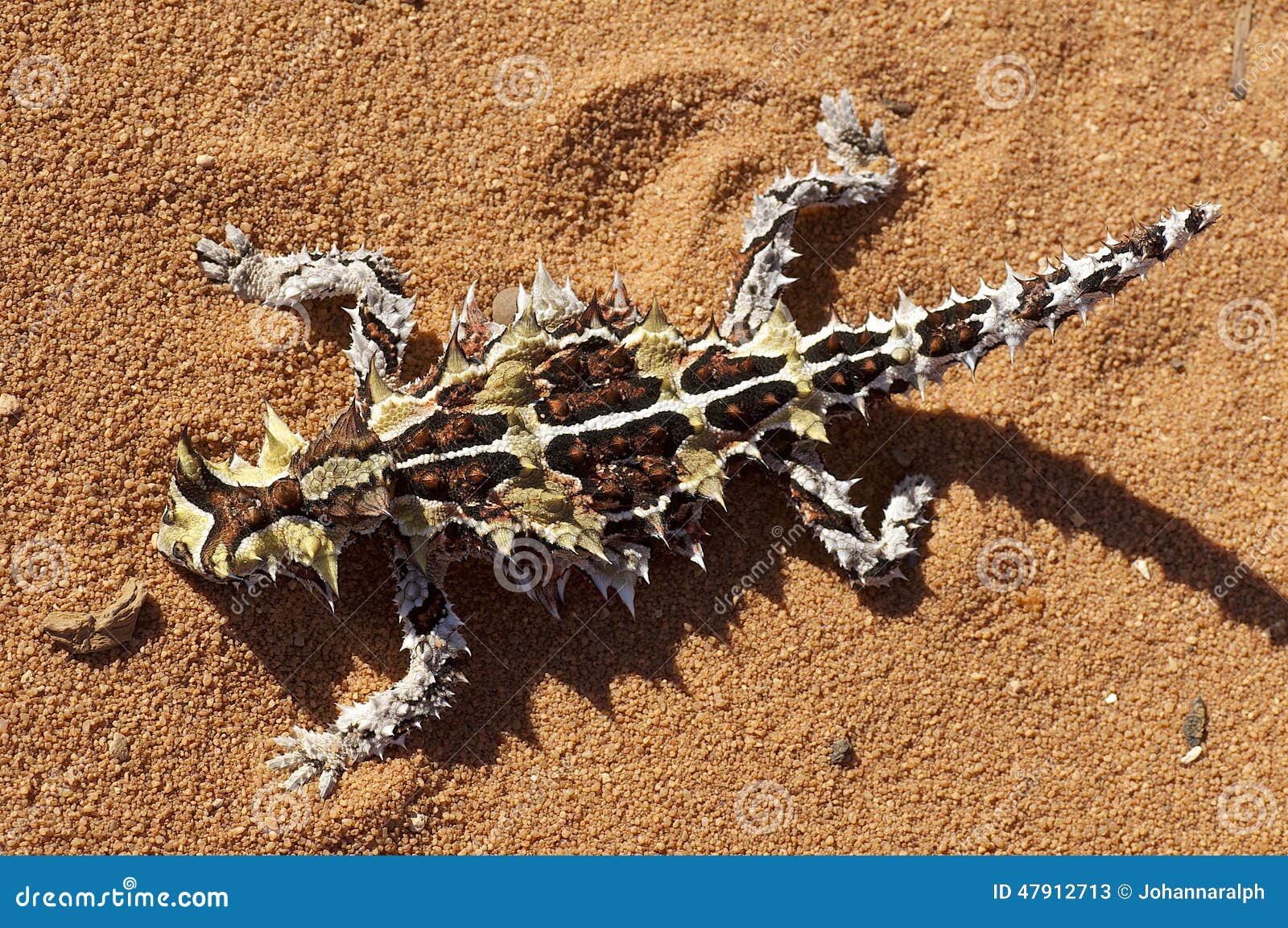 top view of thorny devil