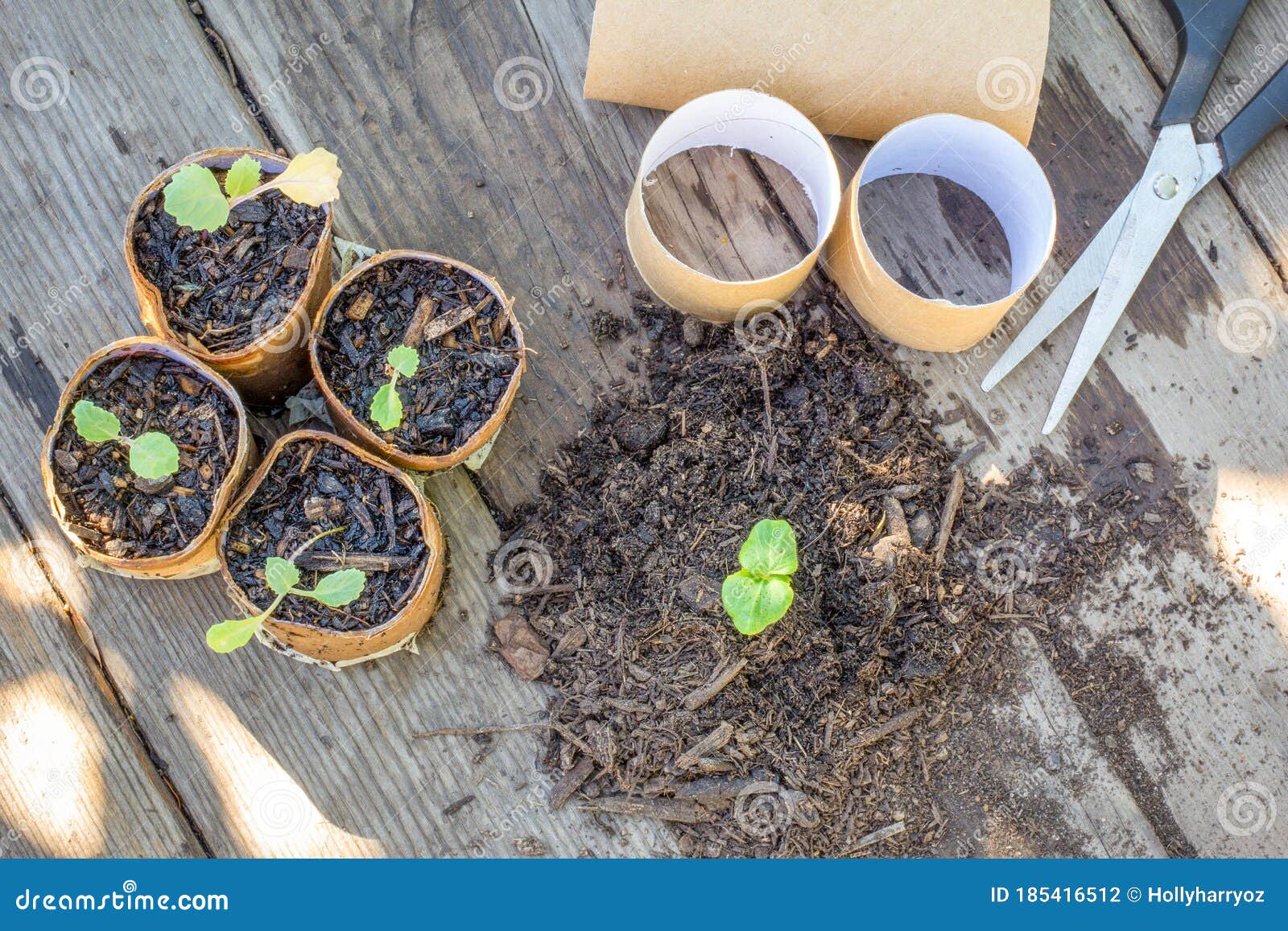 top view of toilet paper roll tubes being recycled as a seedling planters, post toilet roll hoarding
