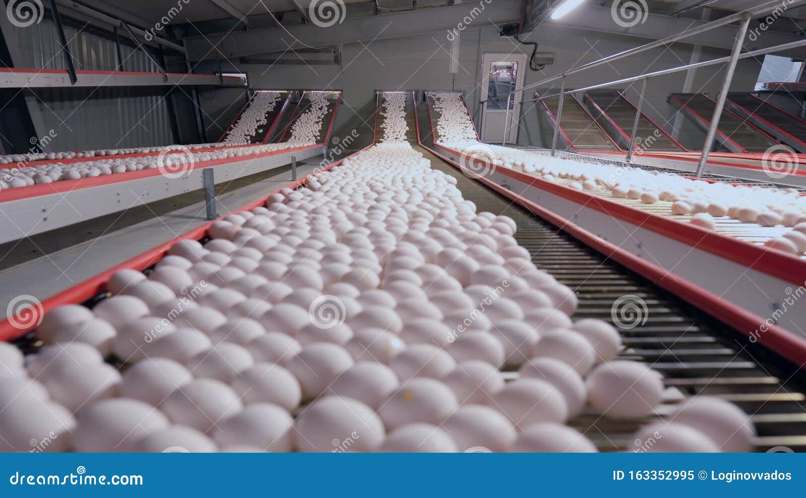 Chicken Eggs Move Along the Conveyor Belt Stock Video Video of farm